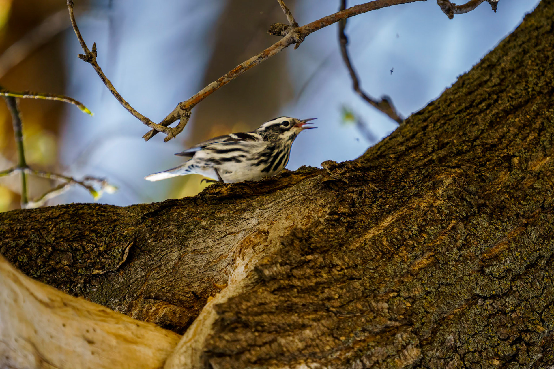Black and White Warbler