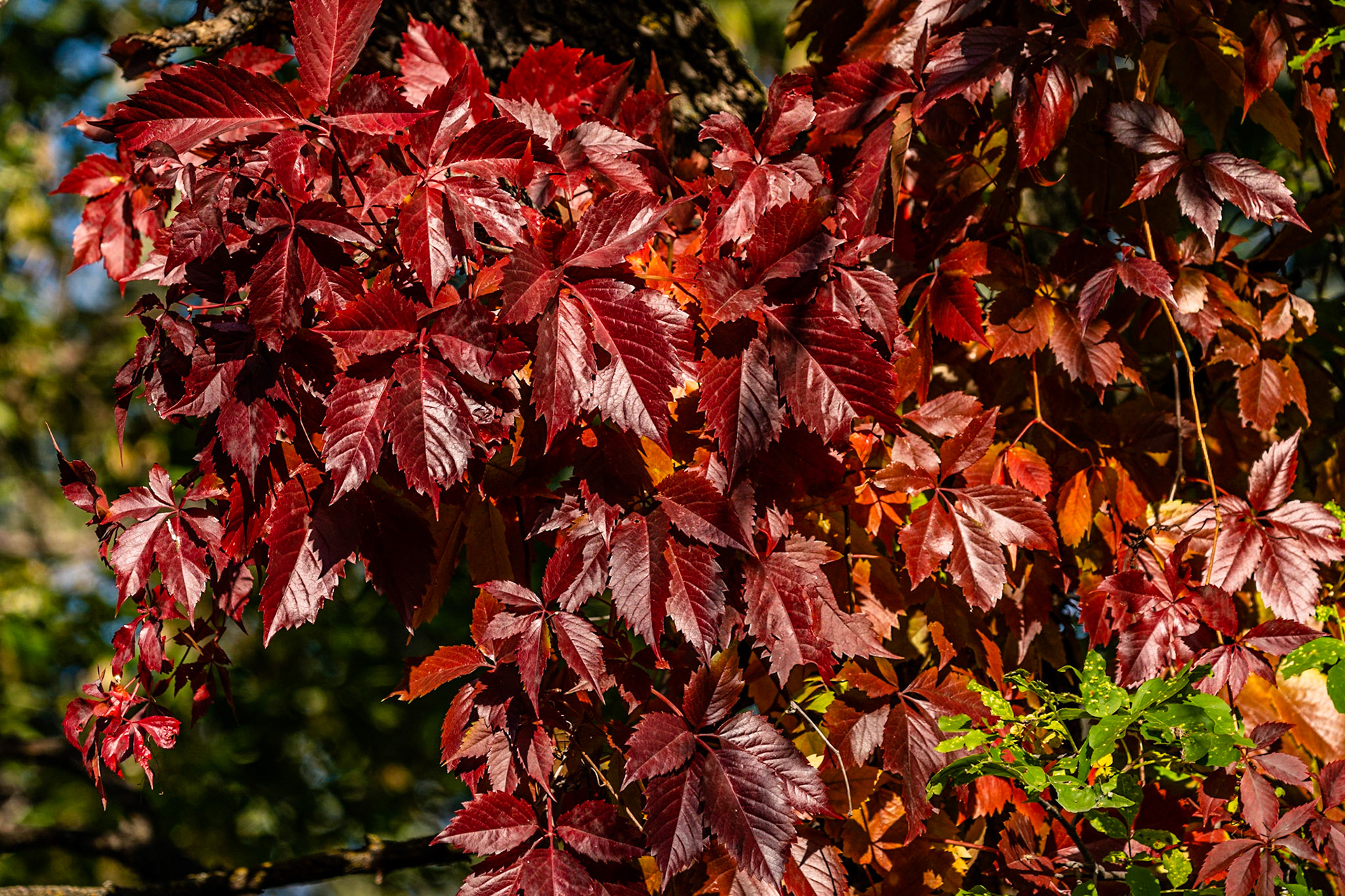 Maple Leaf in Fall