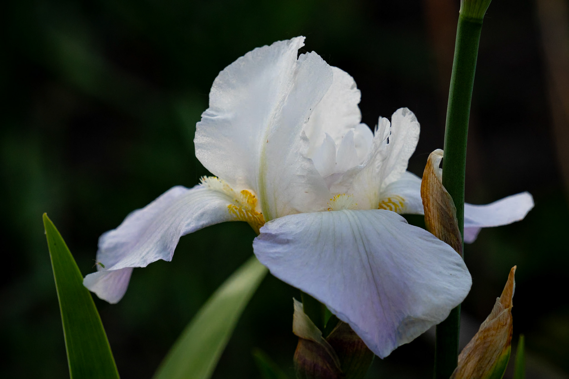 Iris