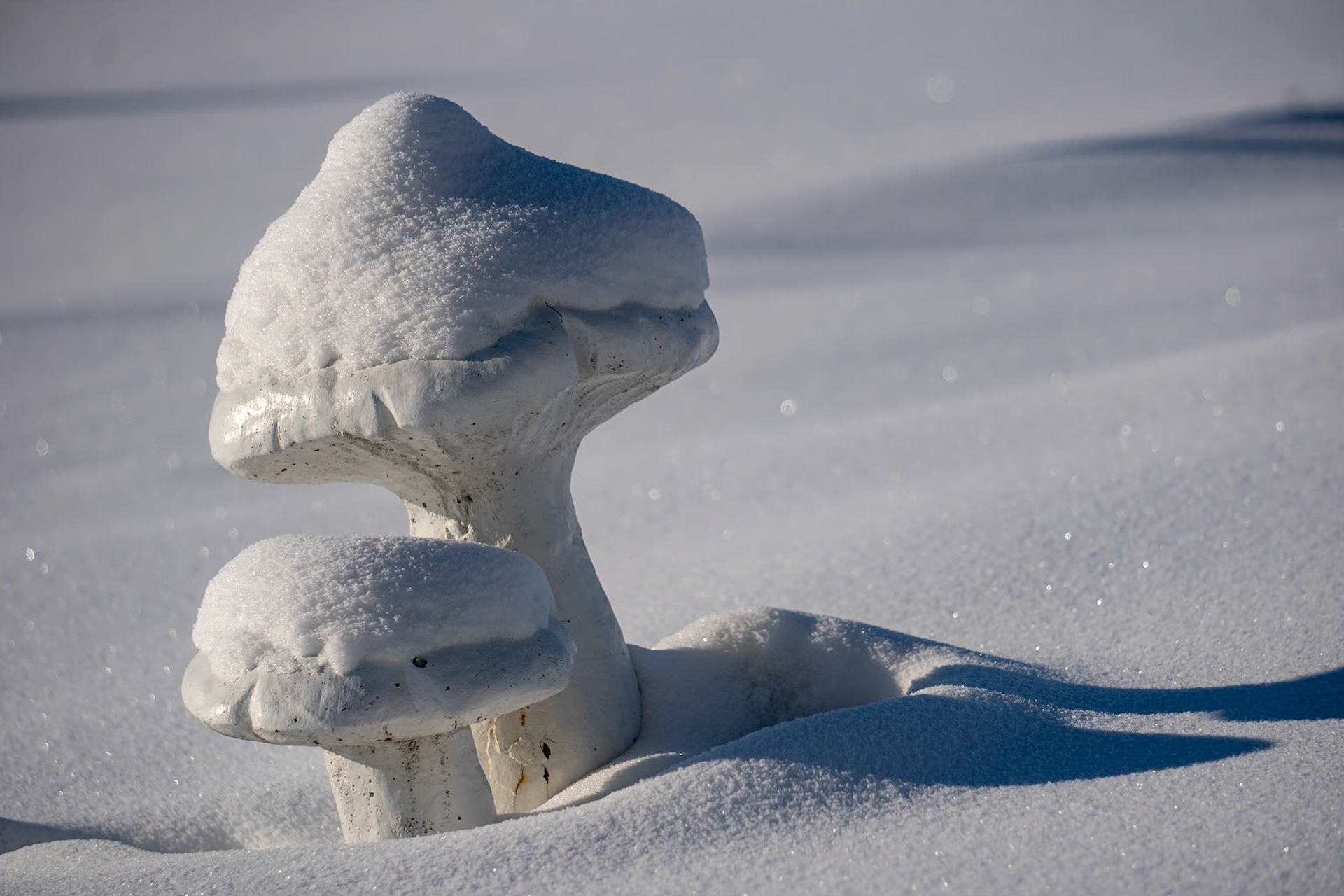 Snowy mushrooms