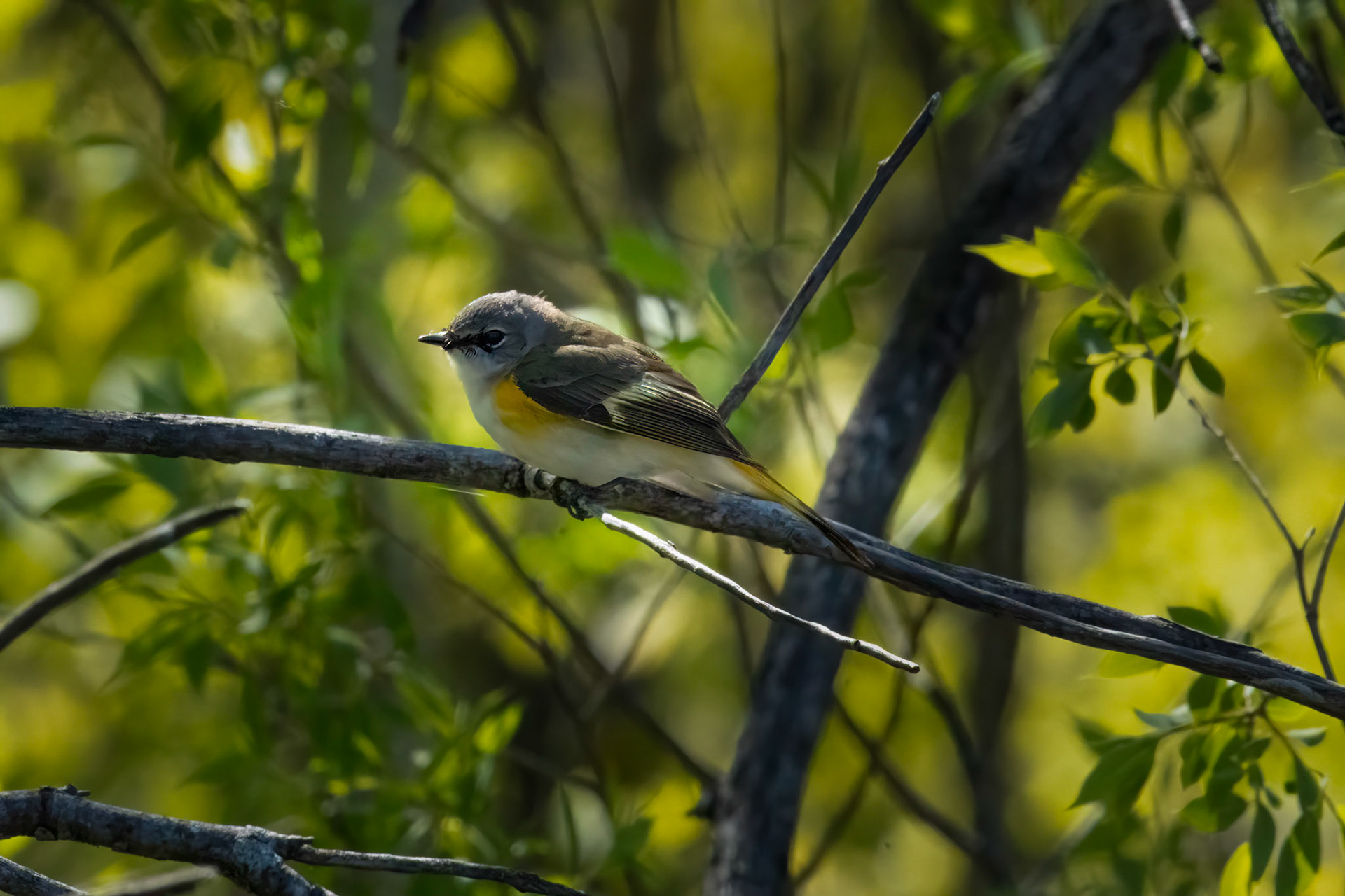 Yellow Rumped Warbler
