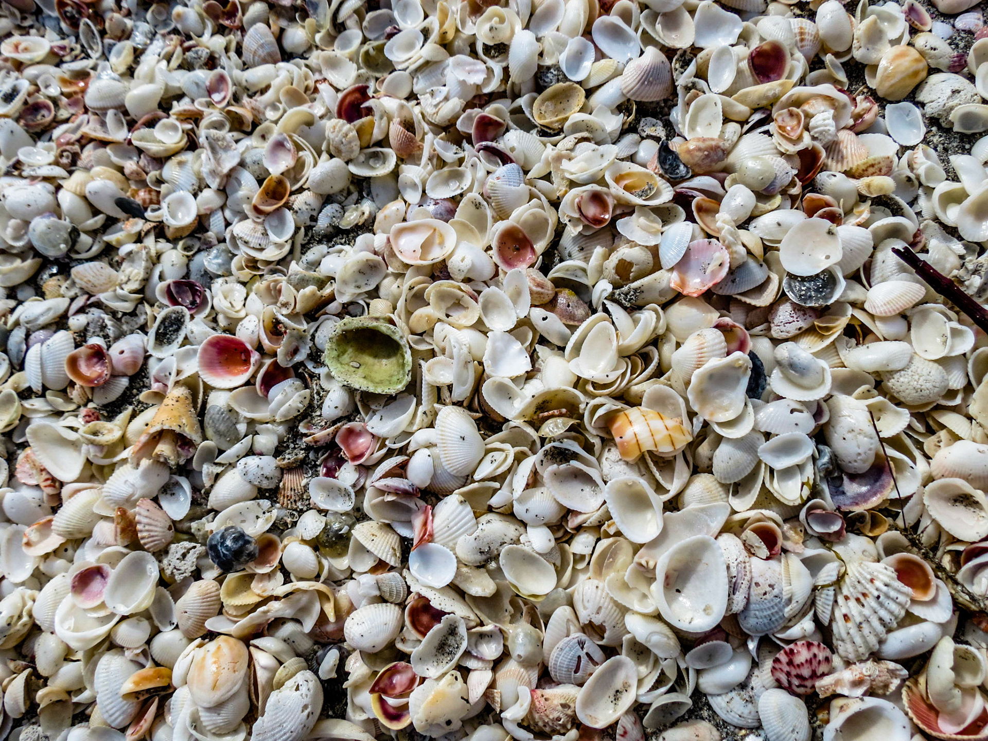 Shells Sanibel Island Florida