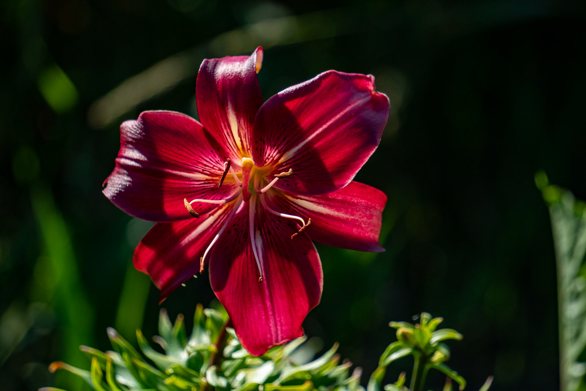 Lily
