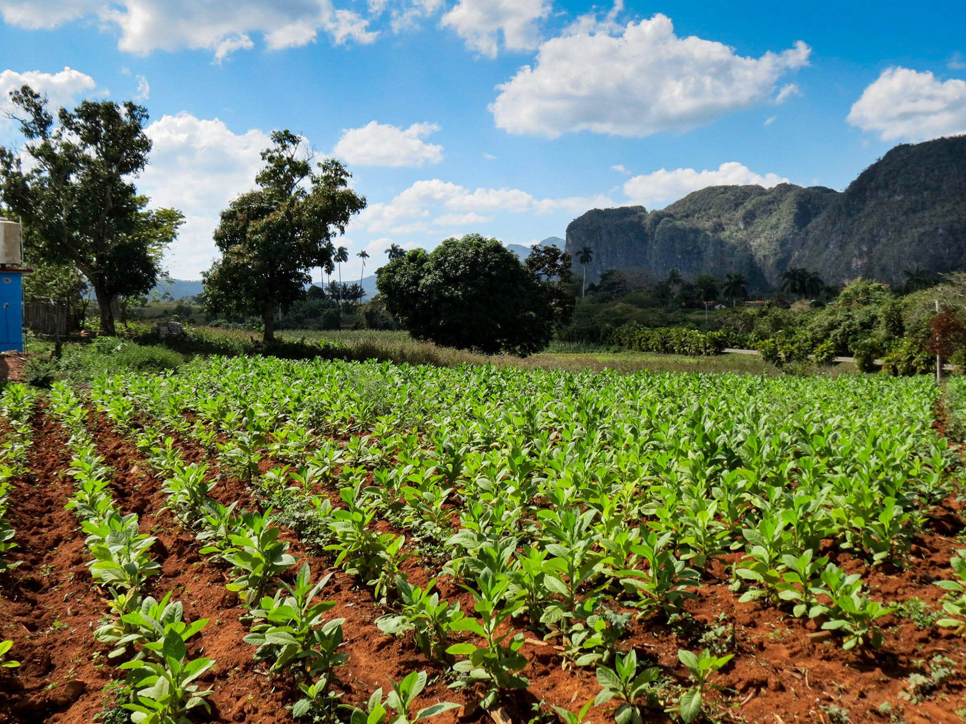 Tobacco farm Vinales Valley Cuba