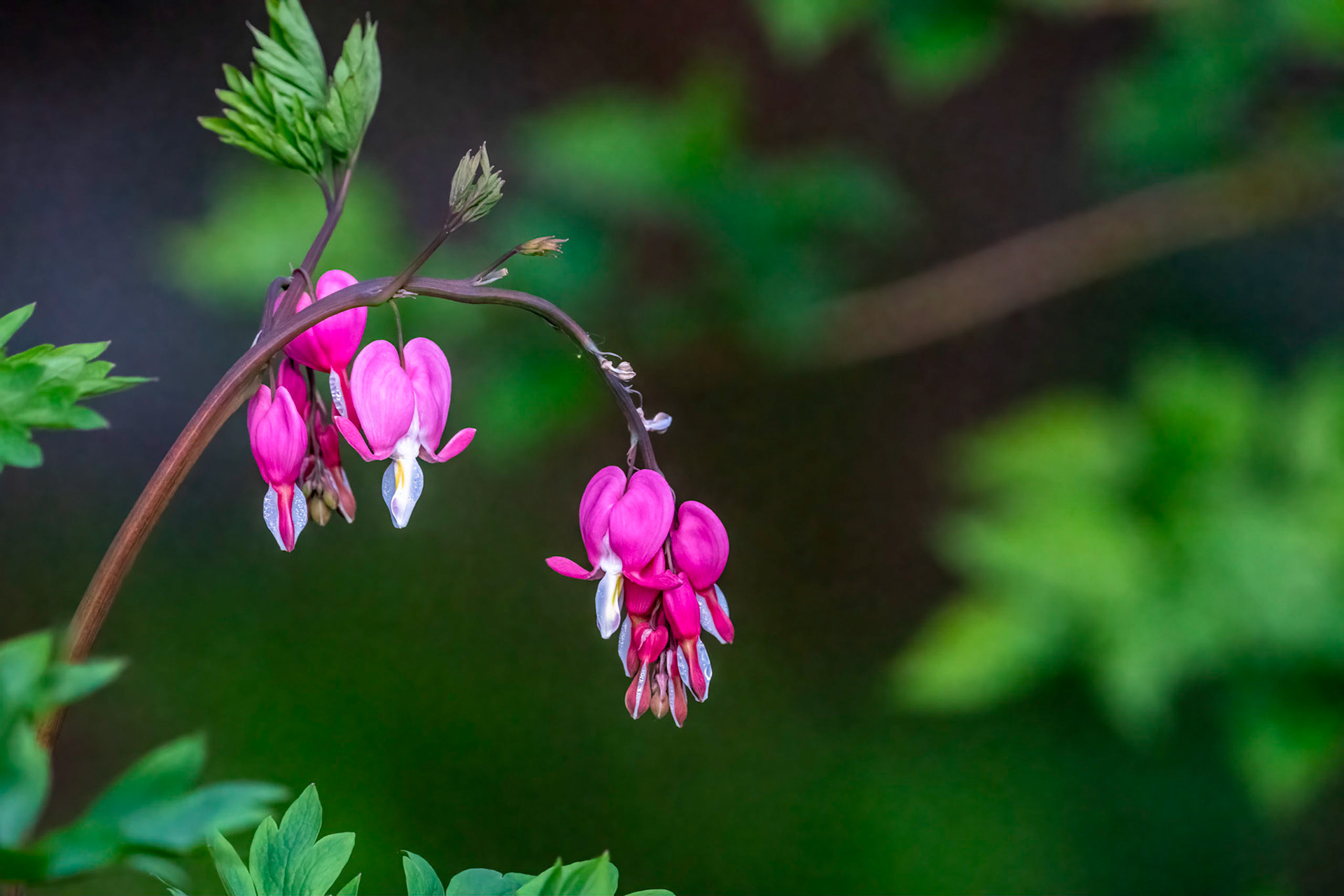 Bleeding Heart