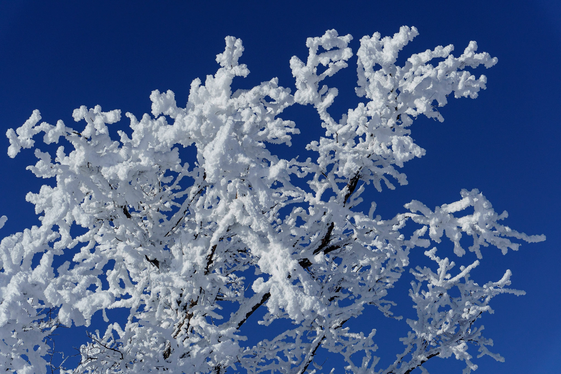 Rime Frost Branches