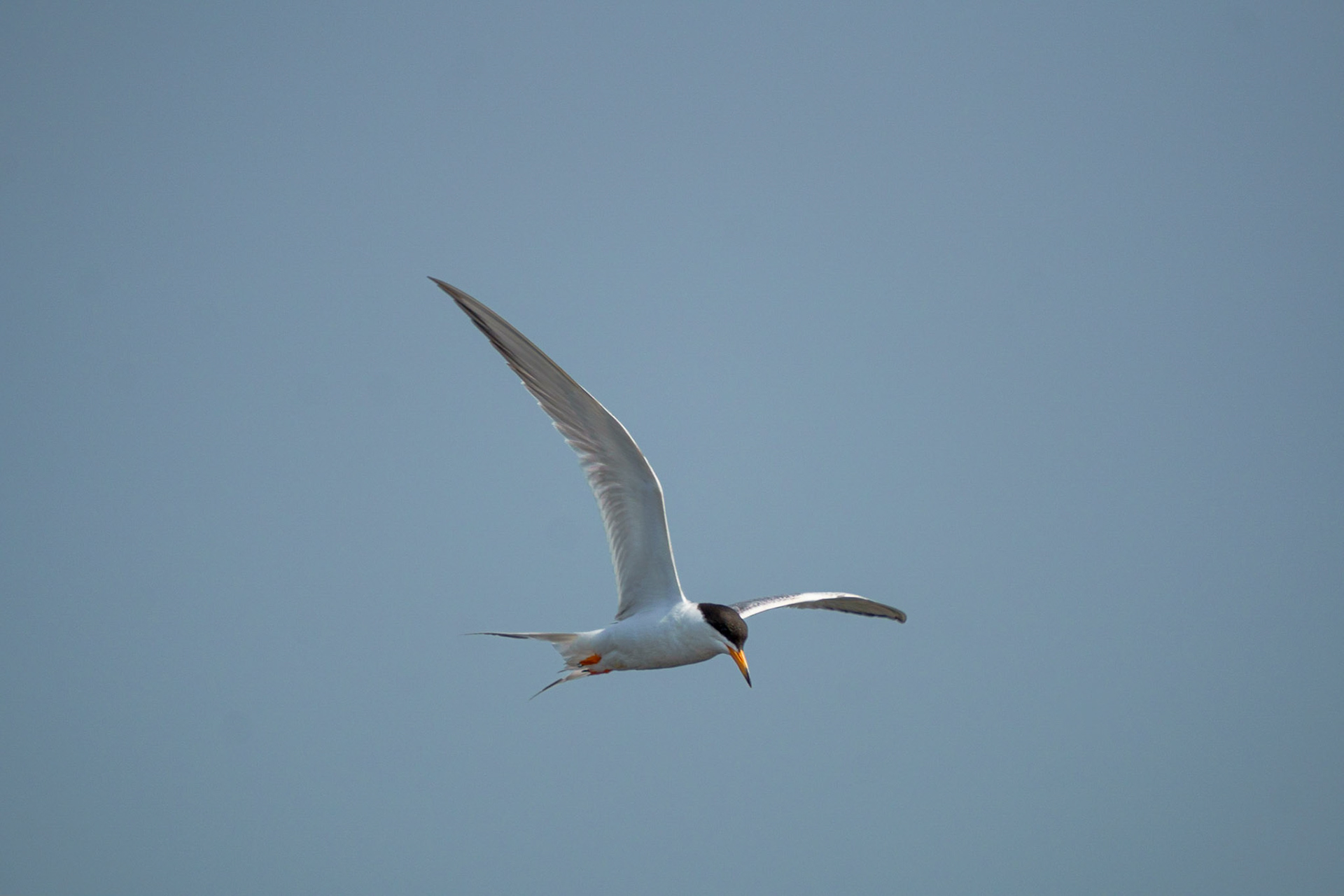 Forster's Tern