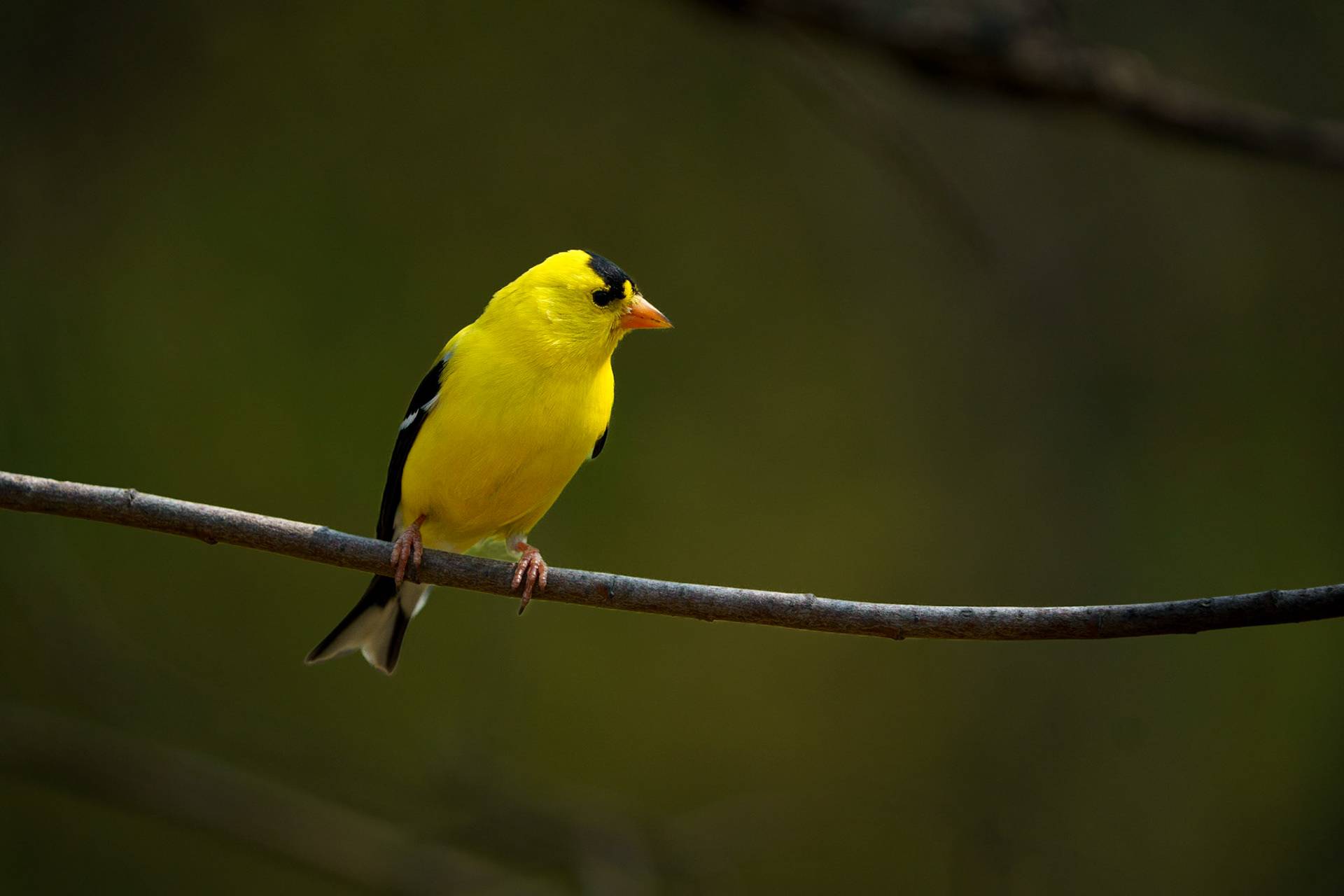 American Goldfinch
