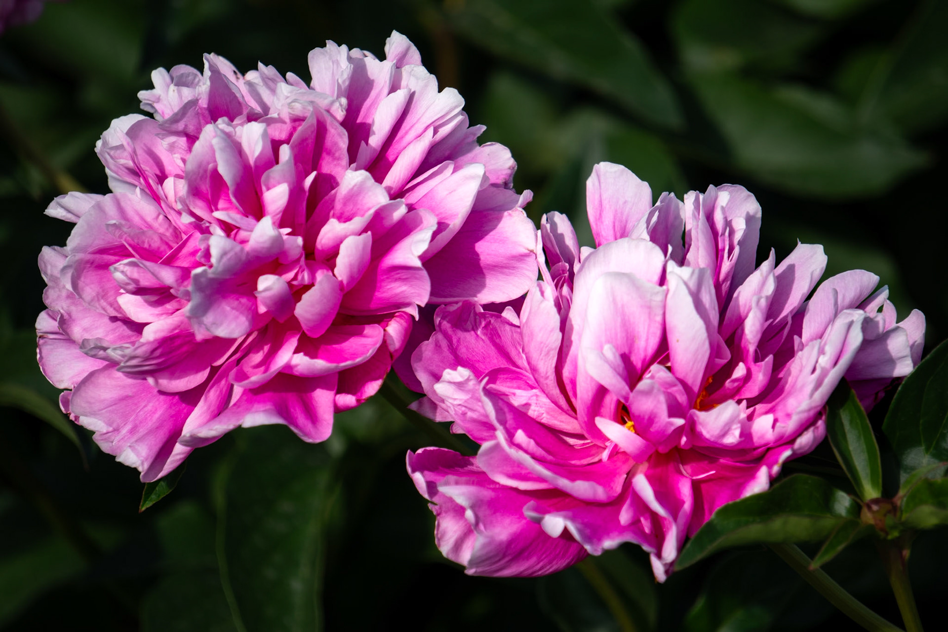 Peony