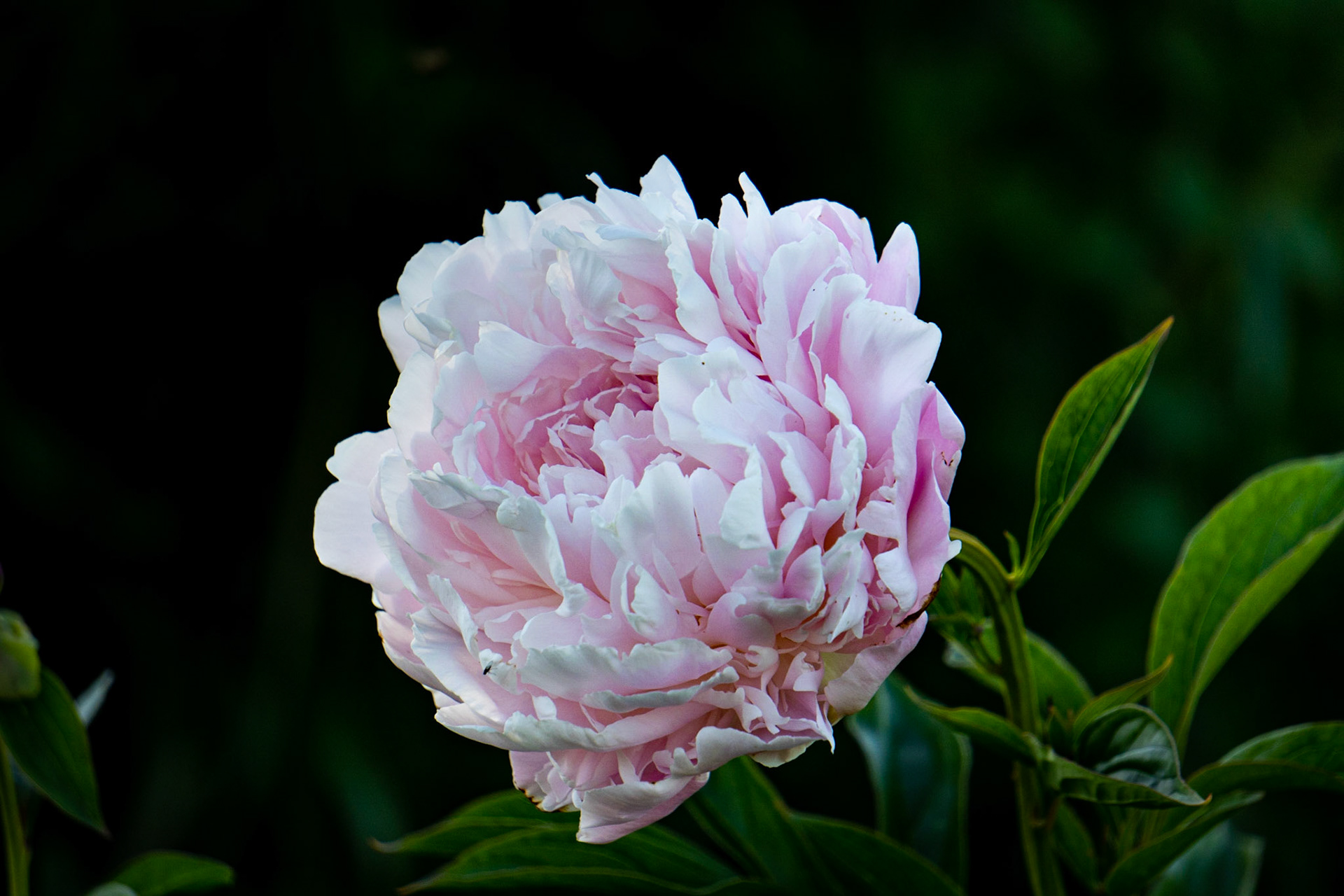 Pink Peony
