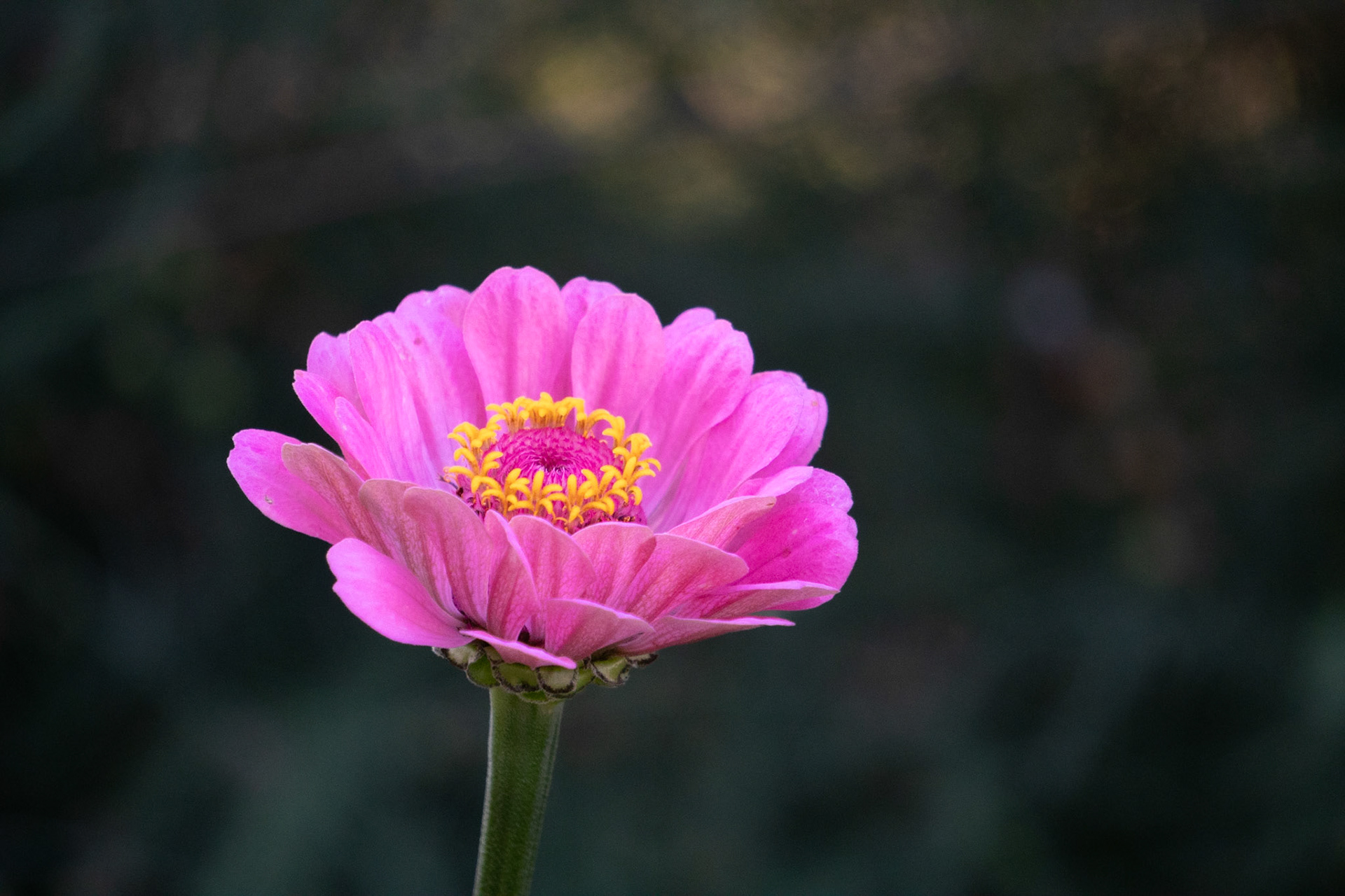 Zinnia