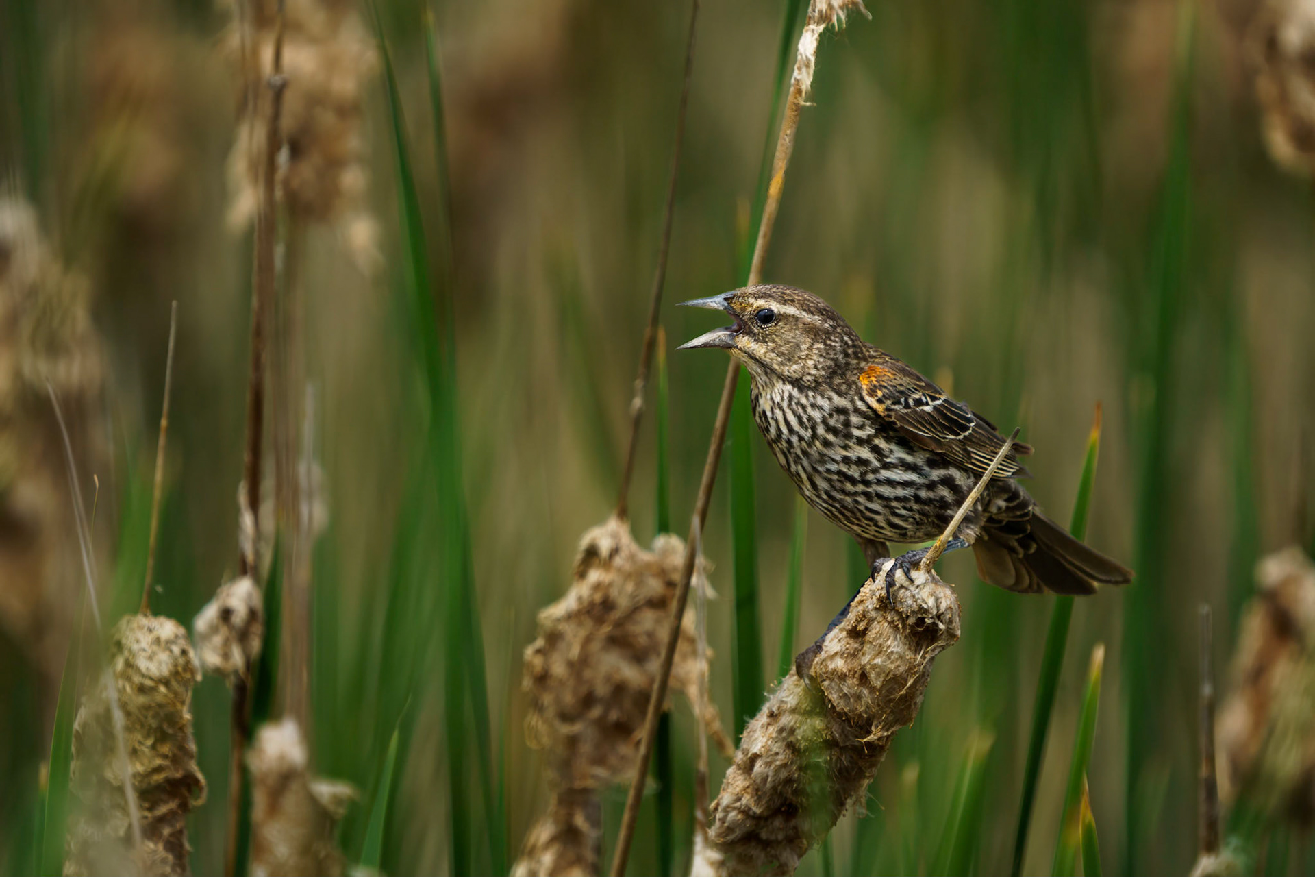 Redwing Blackbird