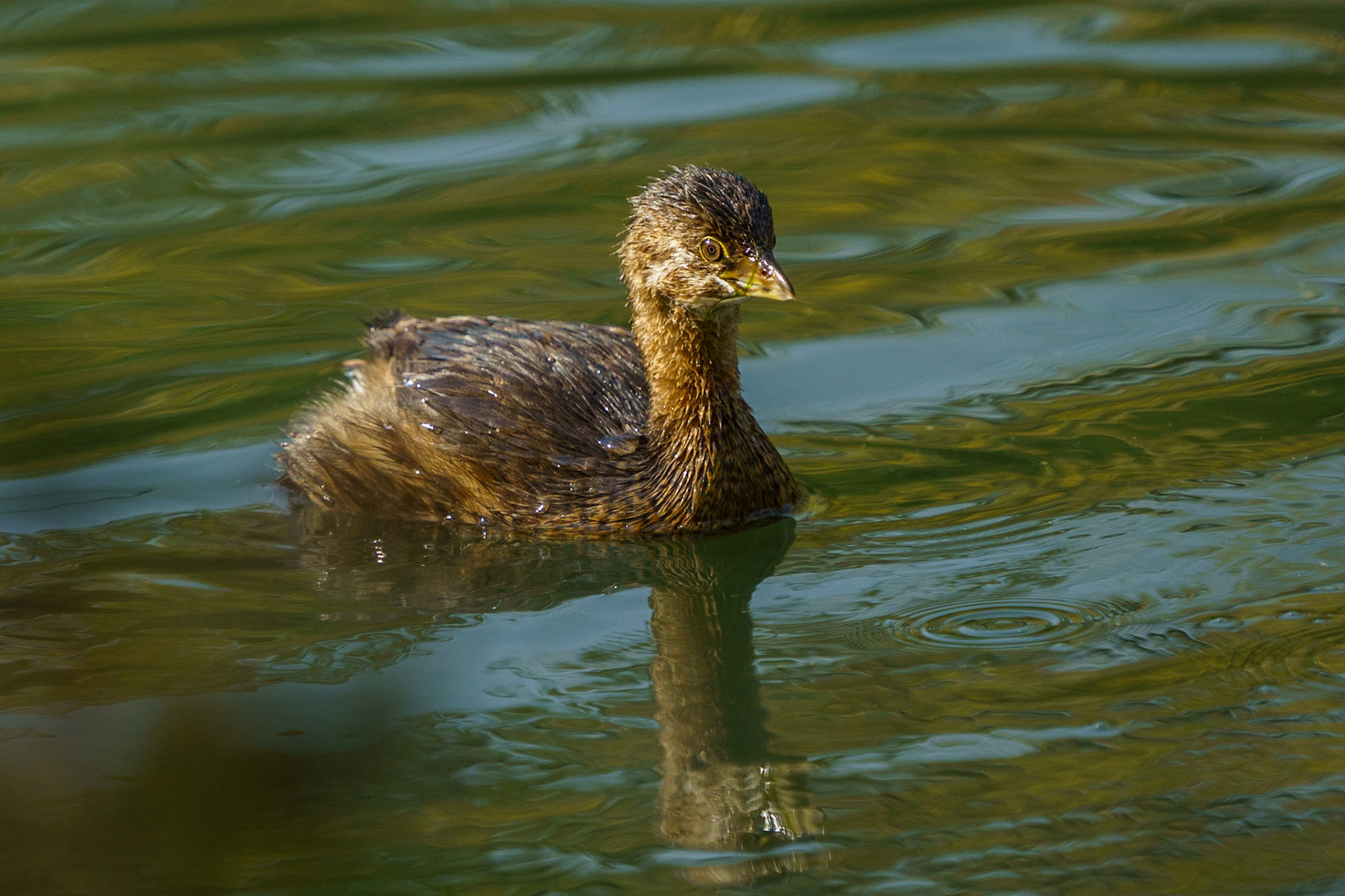 Pied-Billed Grebe
