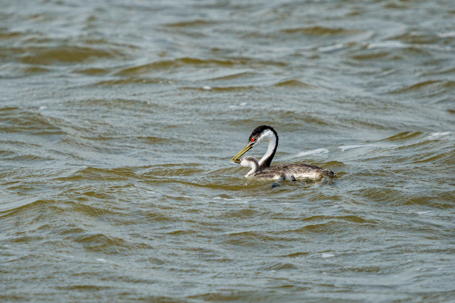Western Grebe