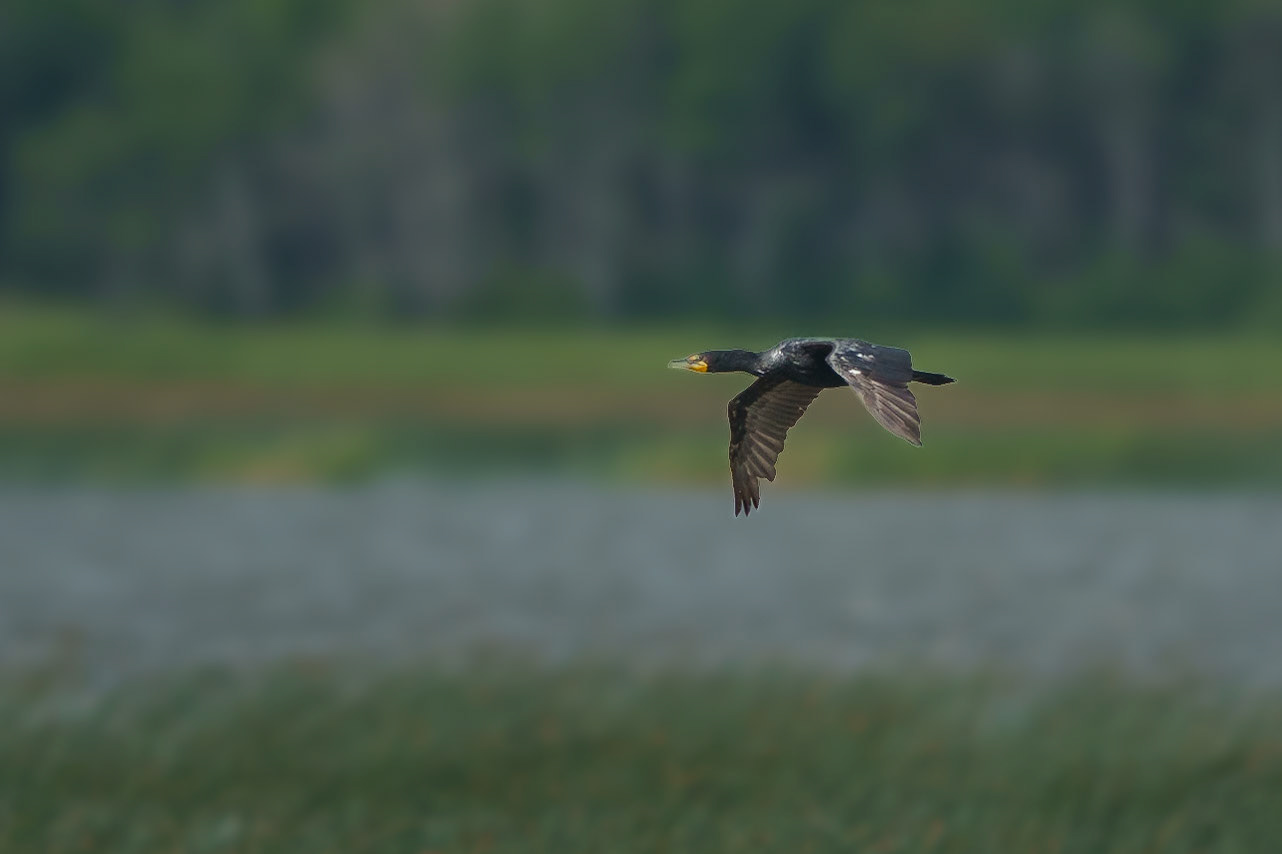 Double-crested Cormorant