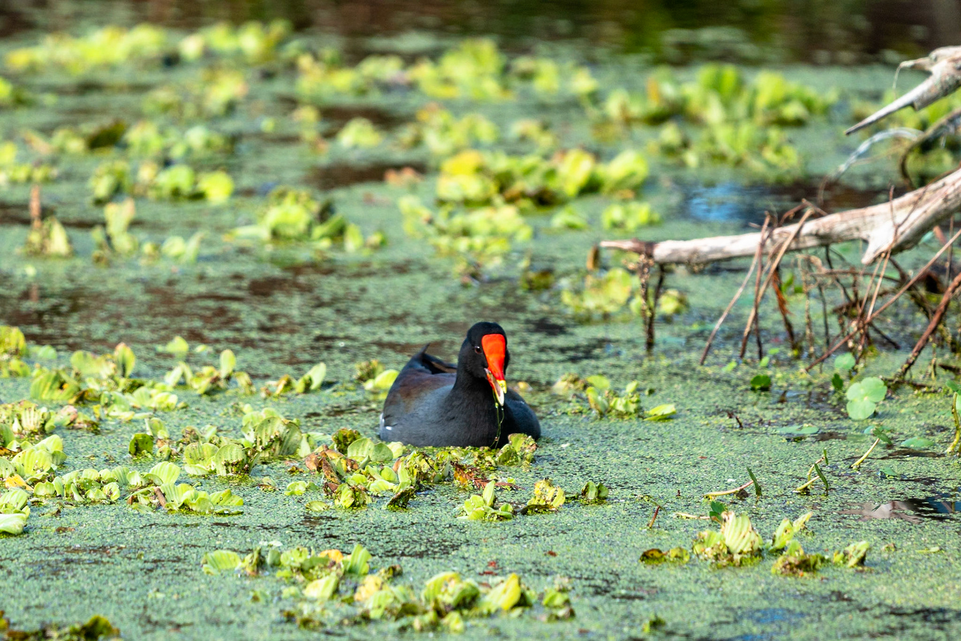 Moorhen