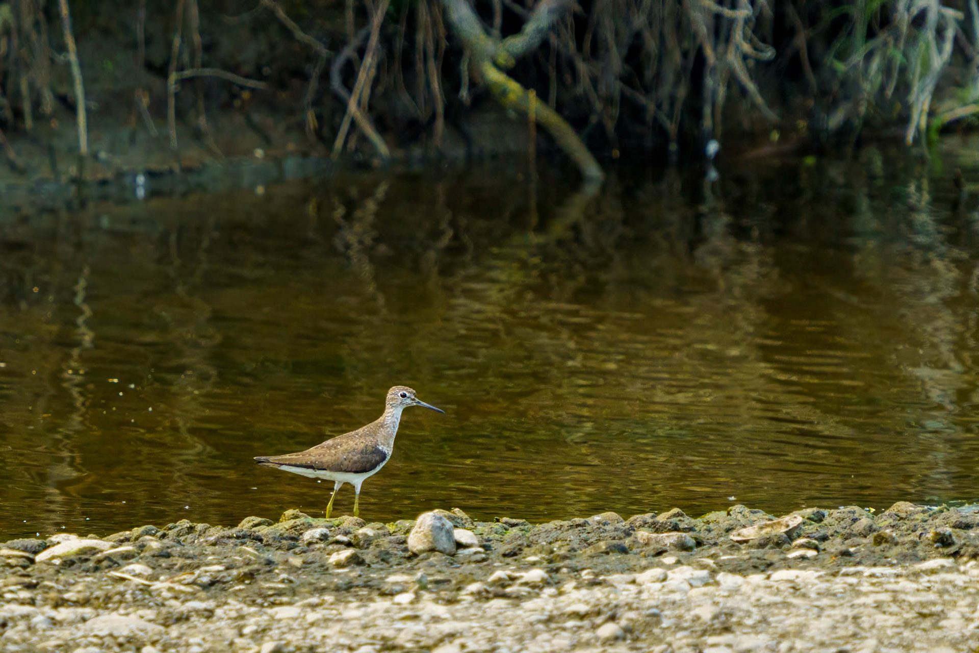 Solitary Sandpiper