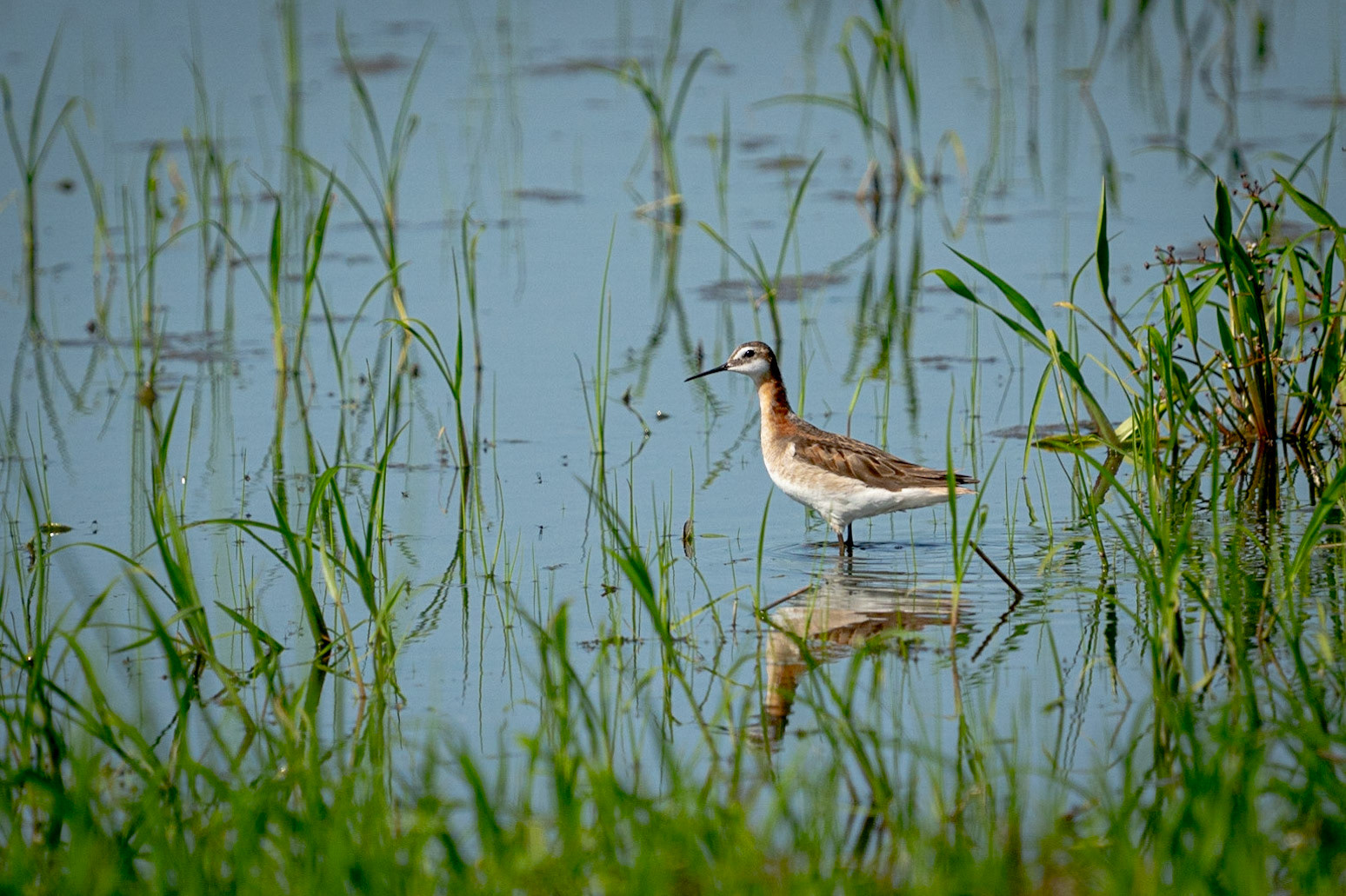 Wilson's Phalarope