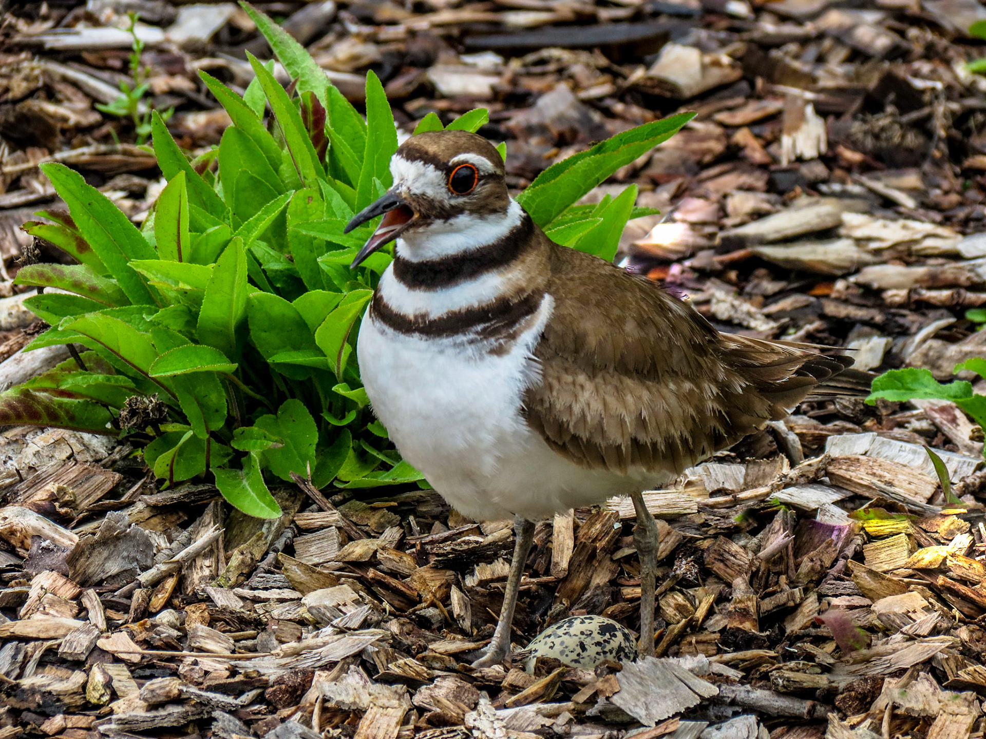 Kildeer