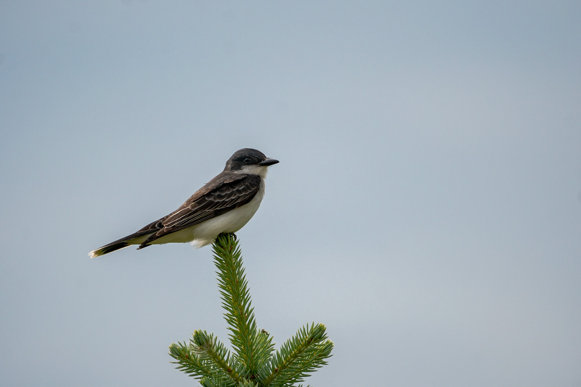 Eastern Kingbird
