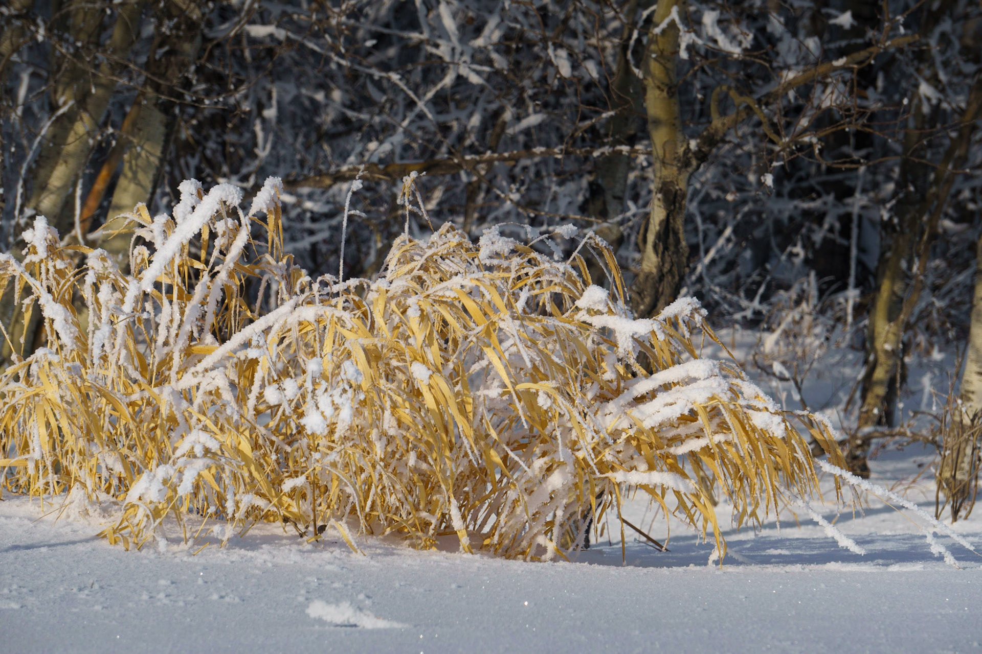 Fall grass showing through snow