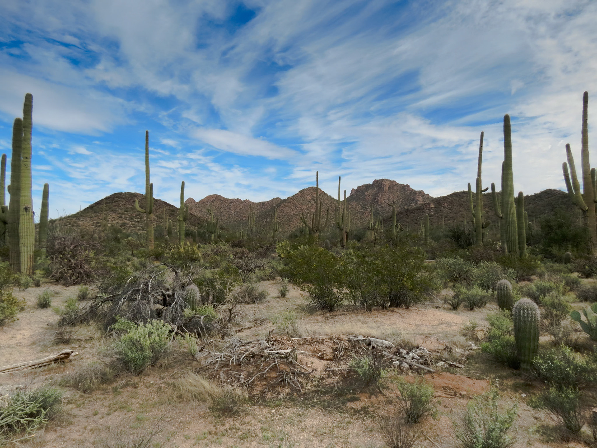 Saquaro Desert