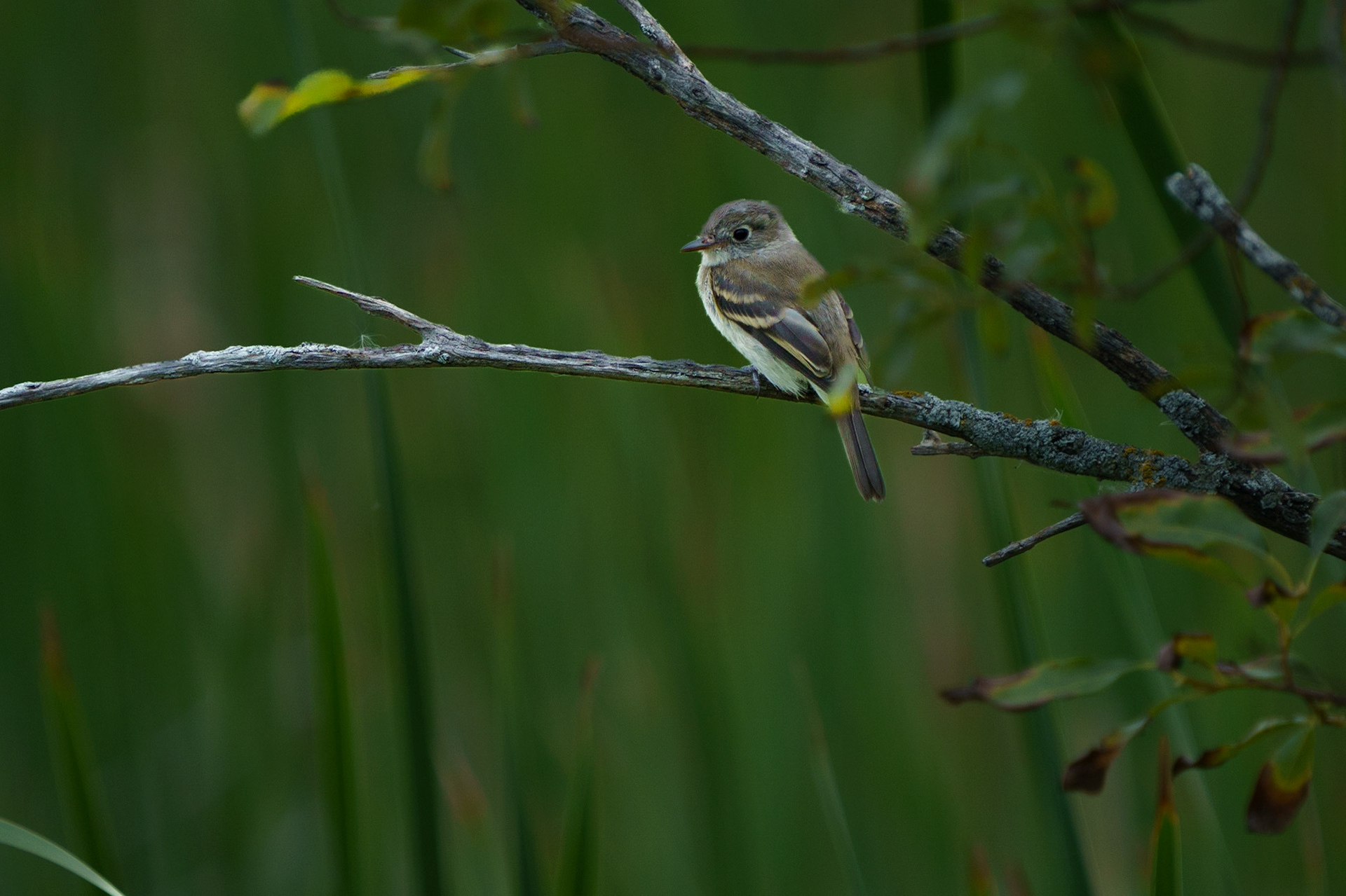 Least Flycatcher