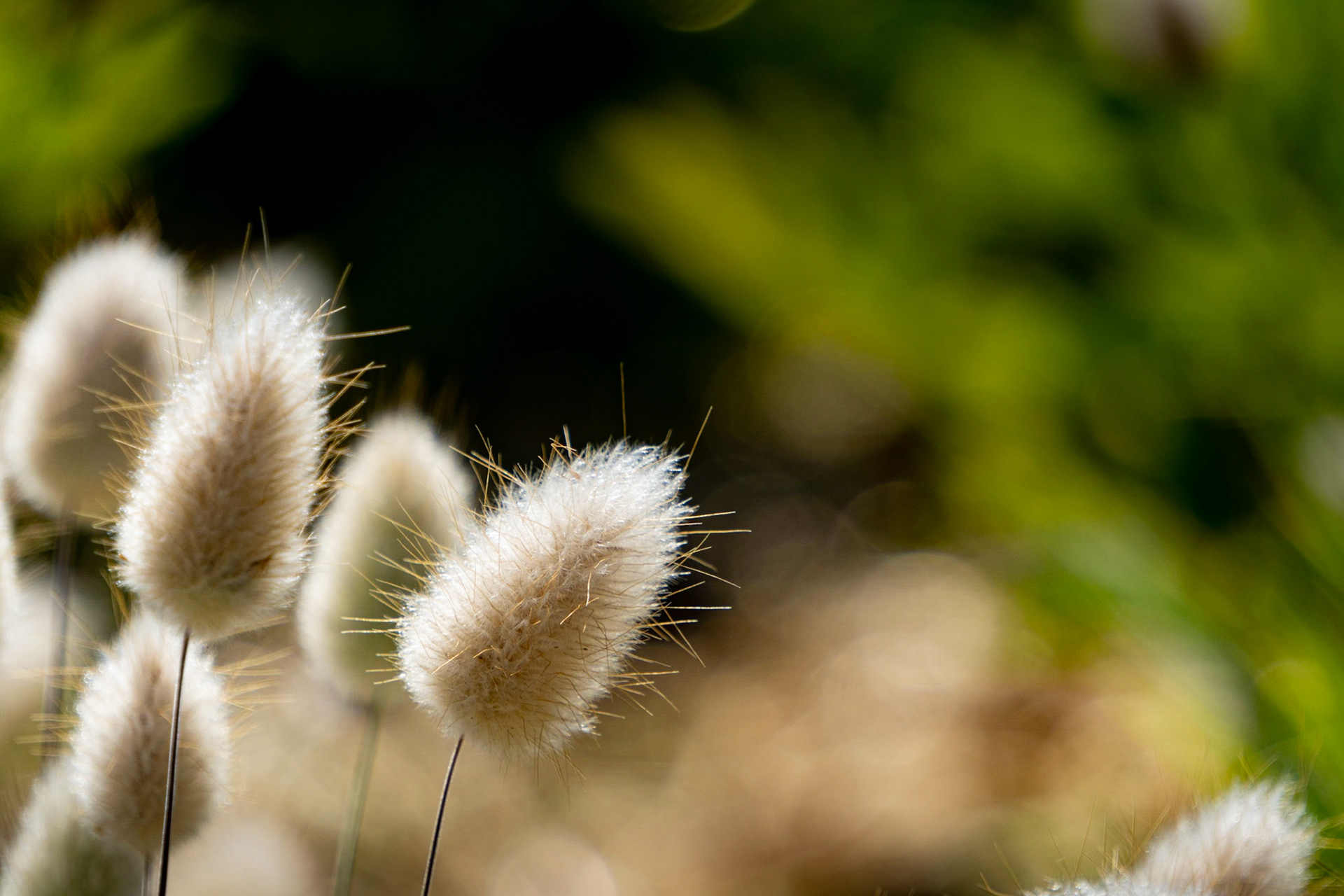 Bunny Tail Grass