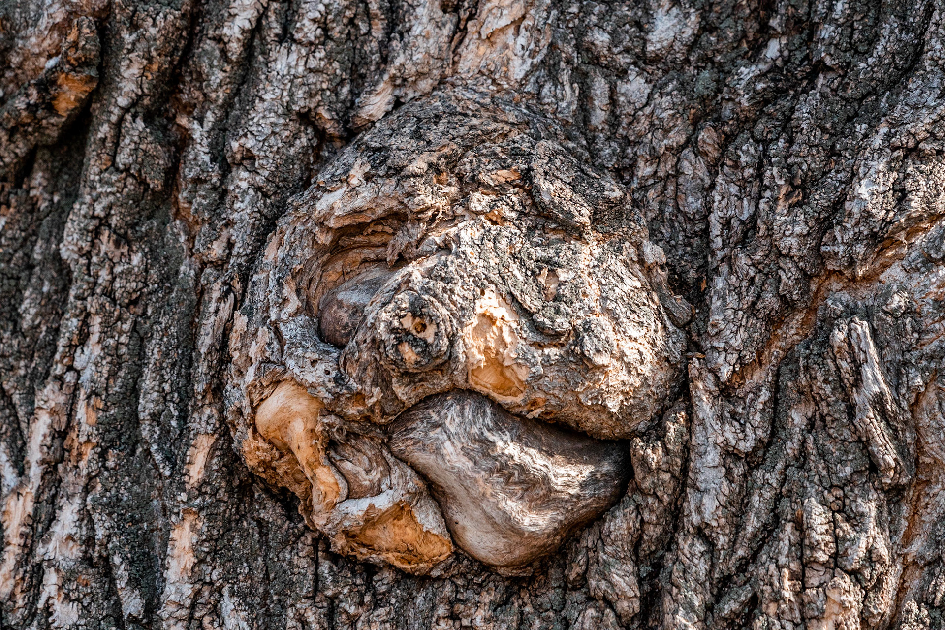 Tree Man