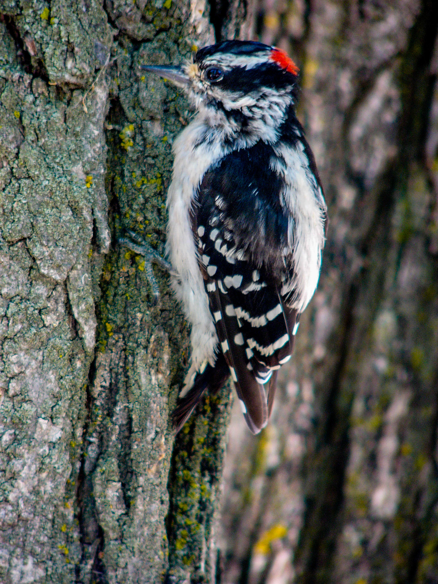 Downy Woodpecker