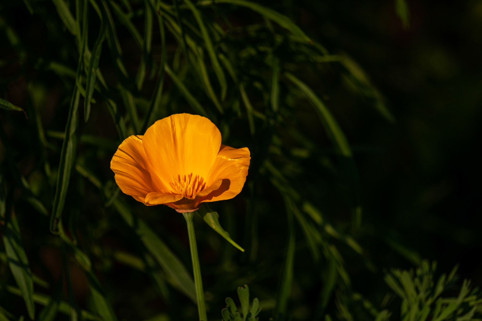 Poppy