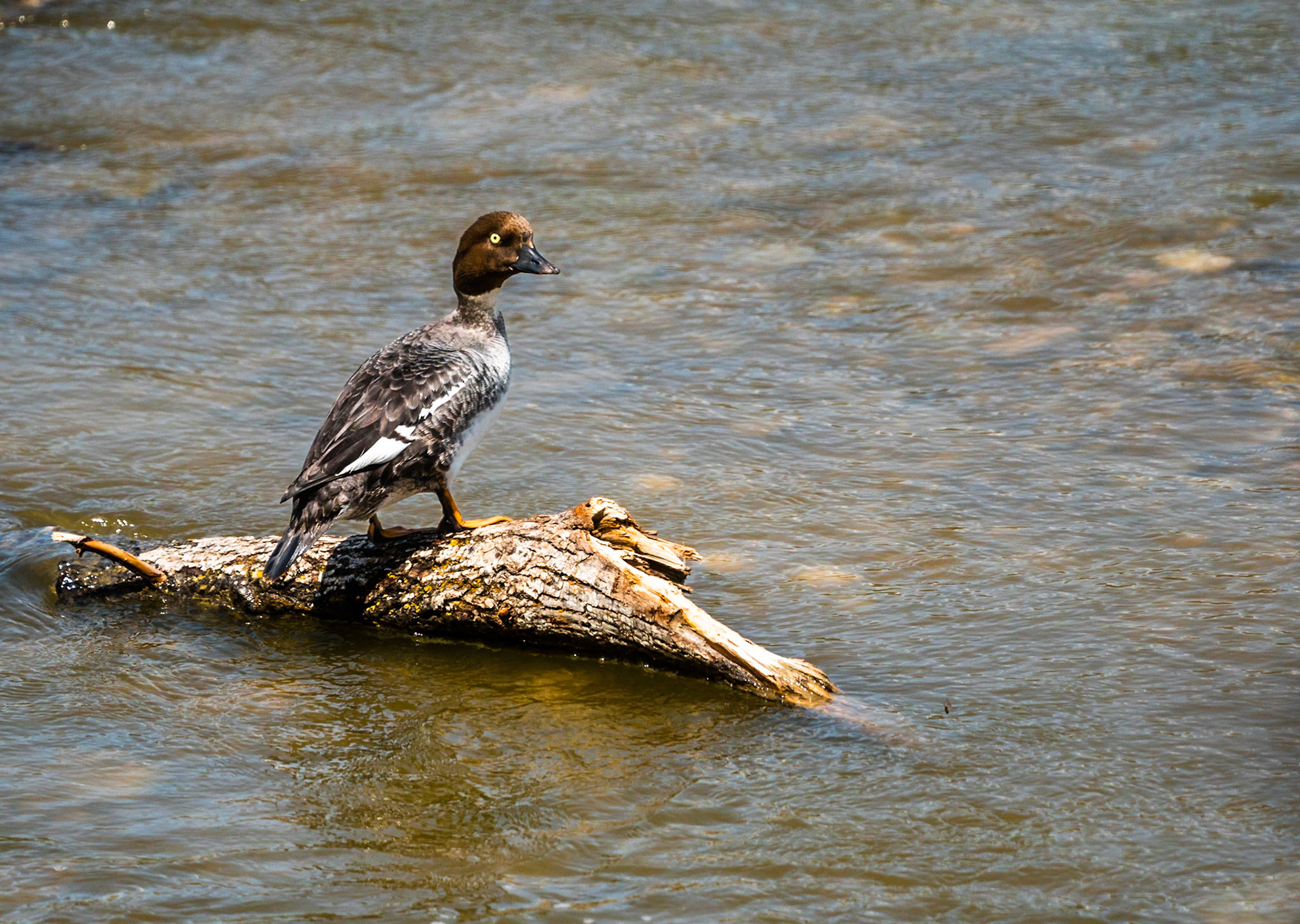 Common Goldeneye