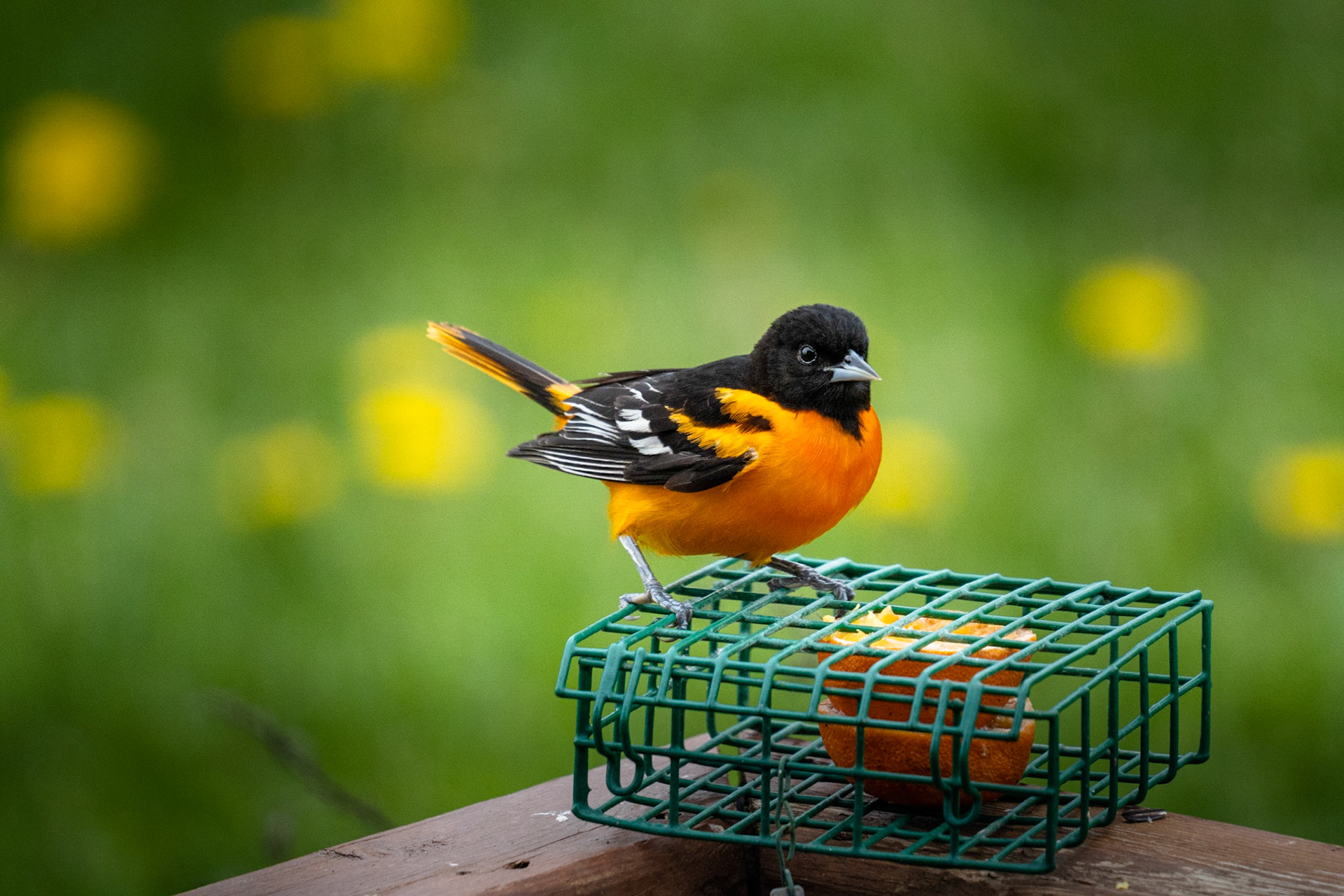 Baltimore Oriole