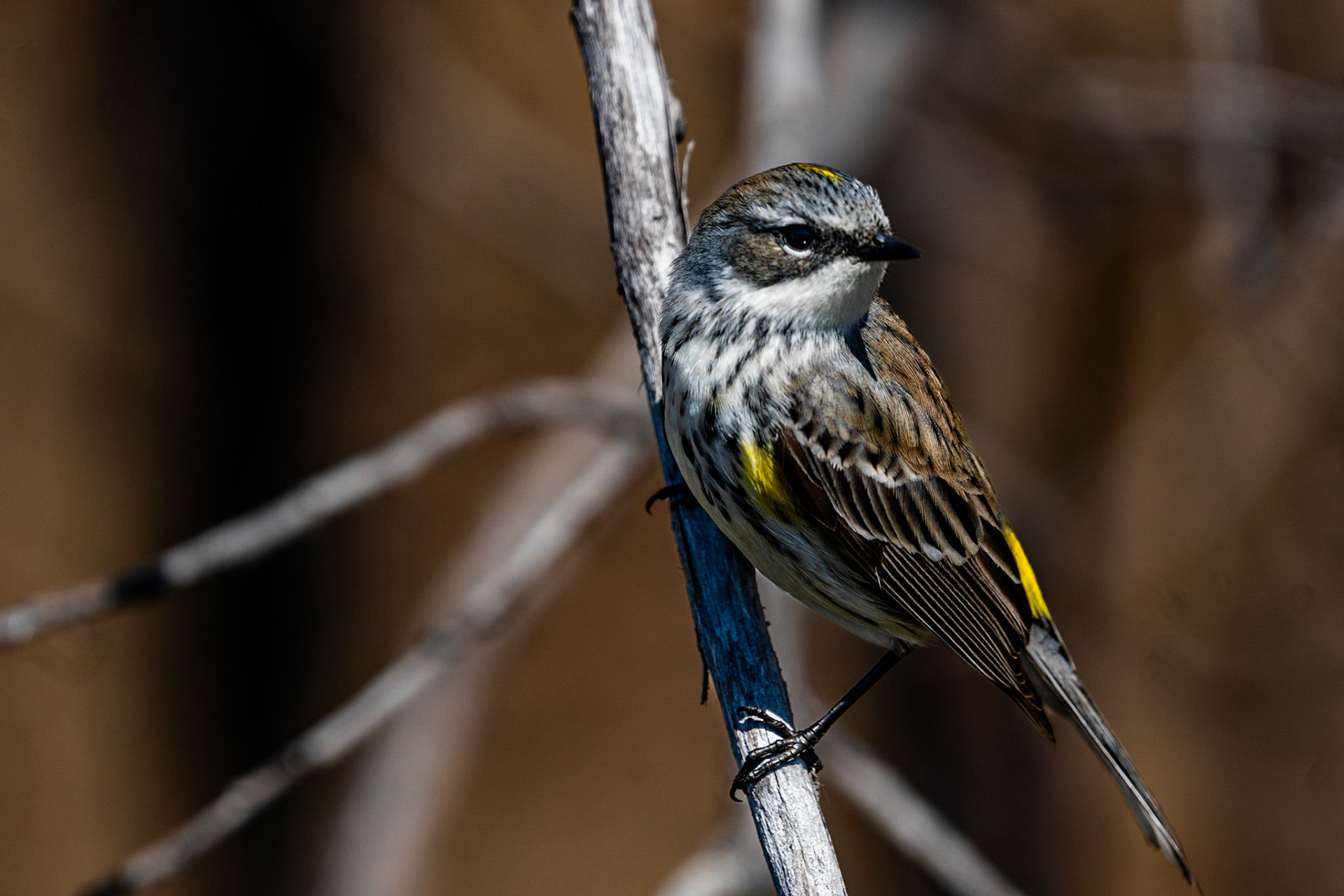 Yellow Rumped Warbler