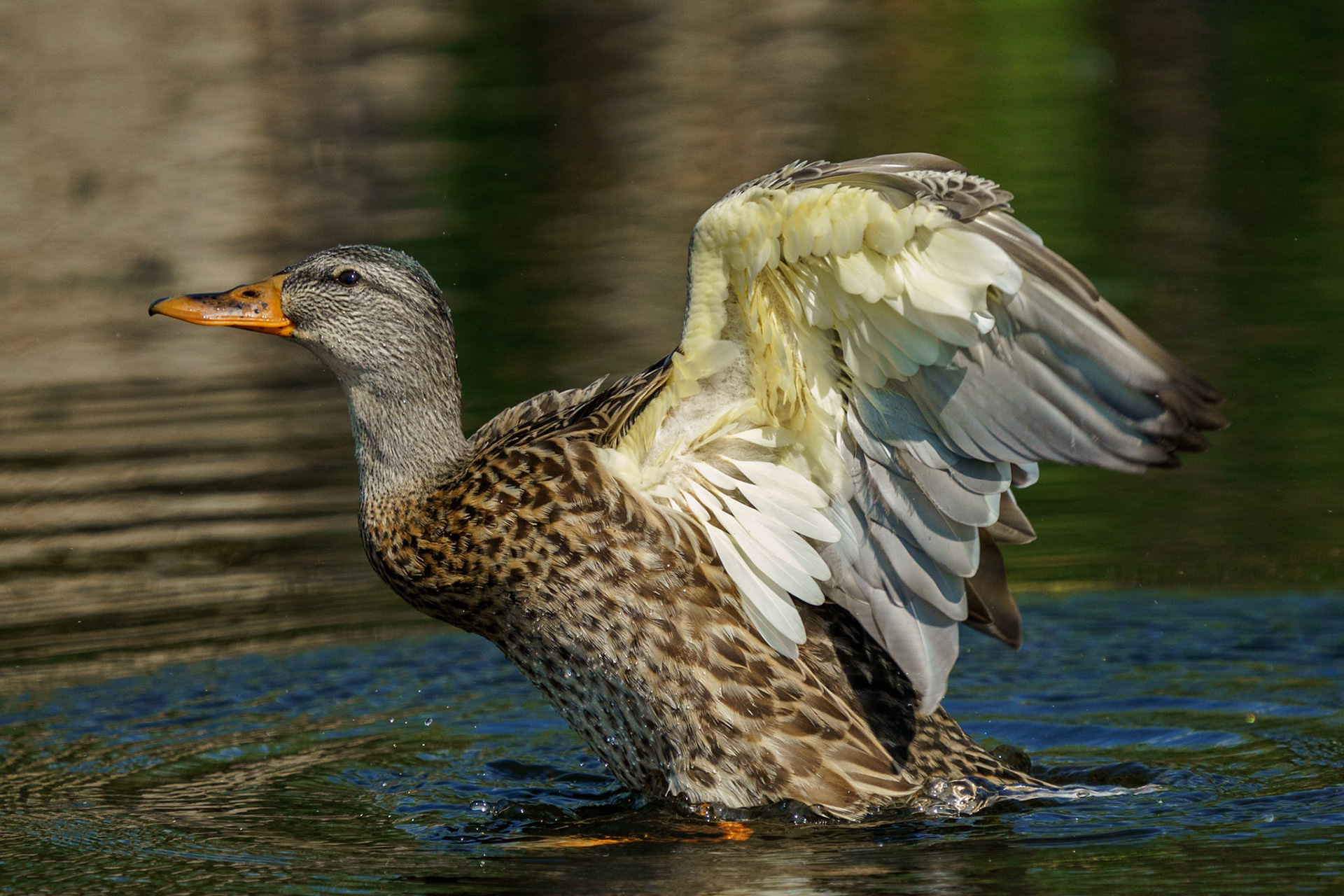 Gadwall