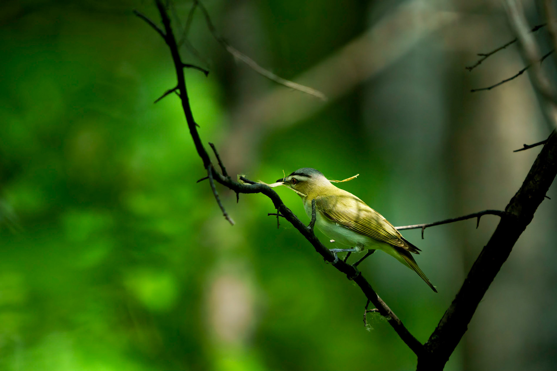 Red-eyed Vireo