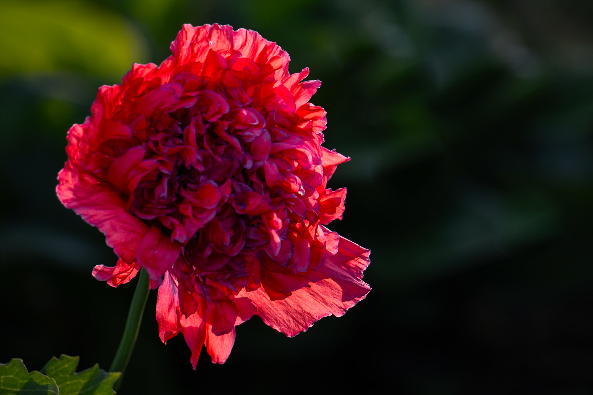 Poppy