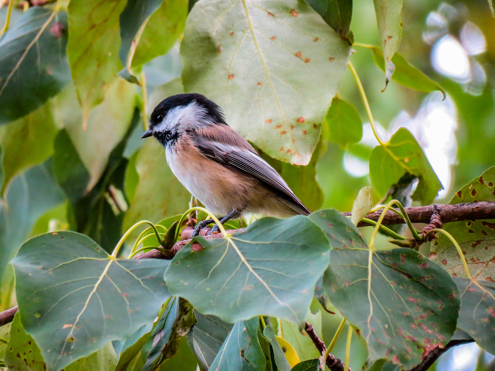 Blak-Capped Chickadee