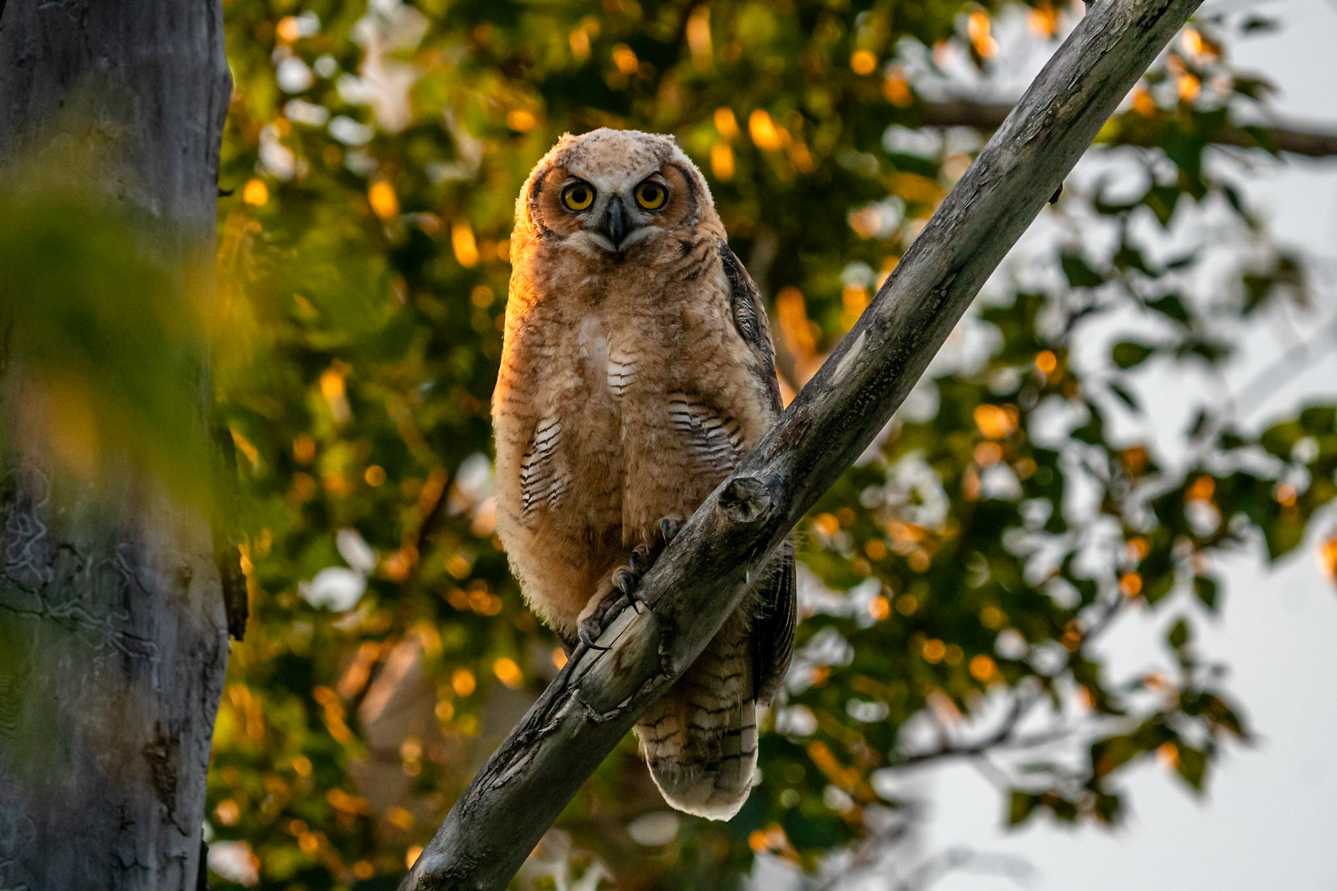 Great Horned Owl