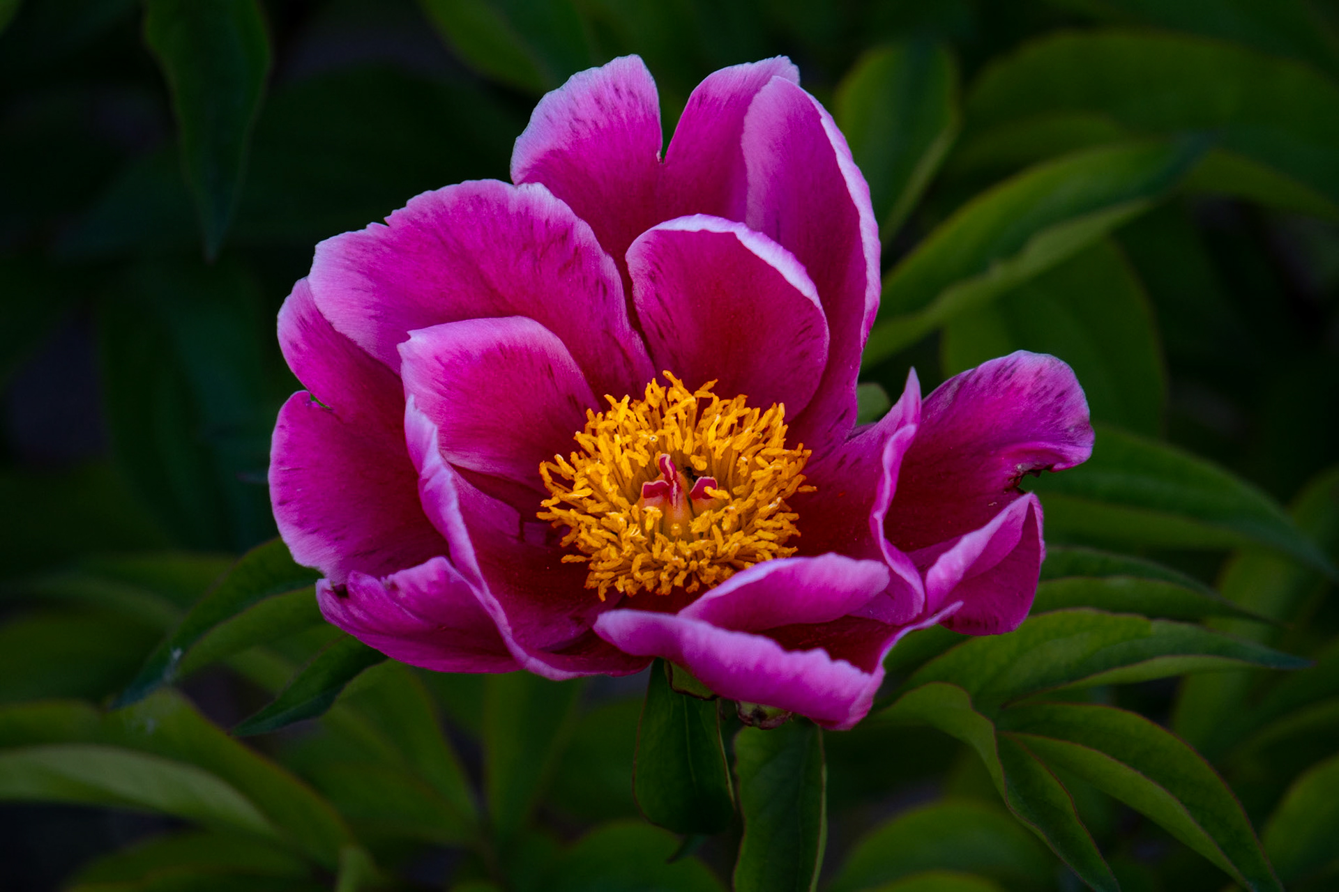 Peony