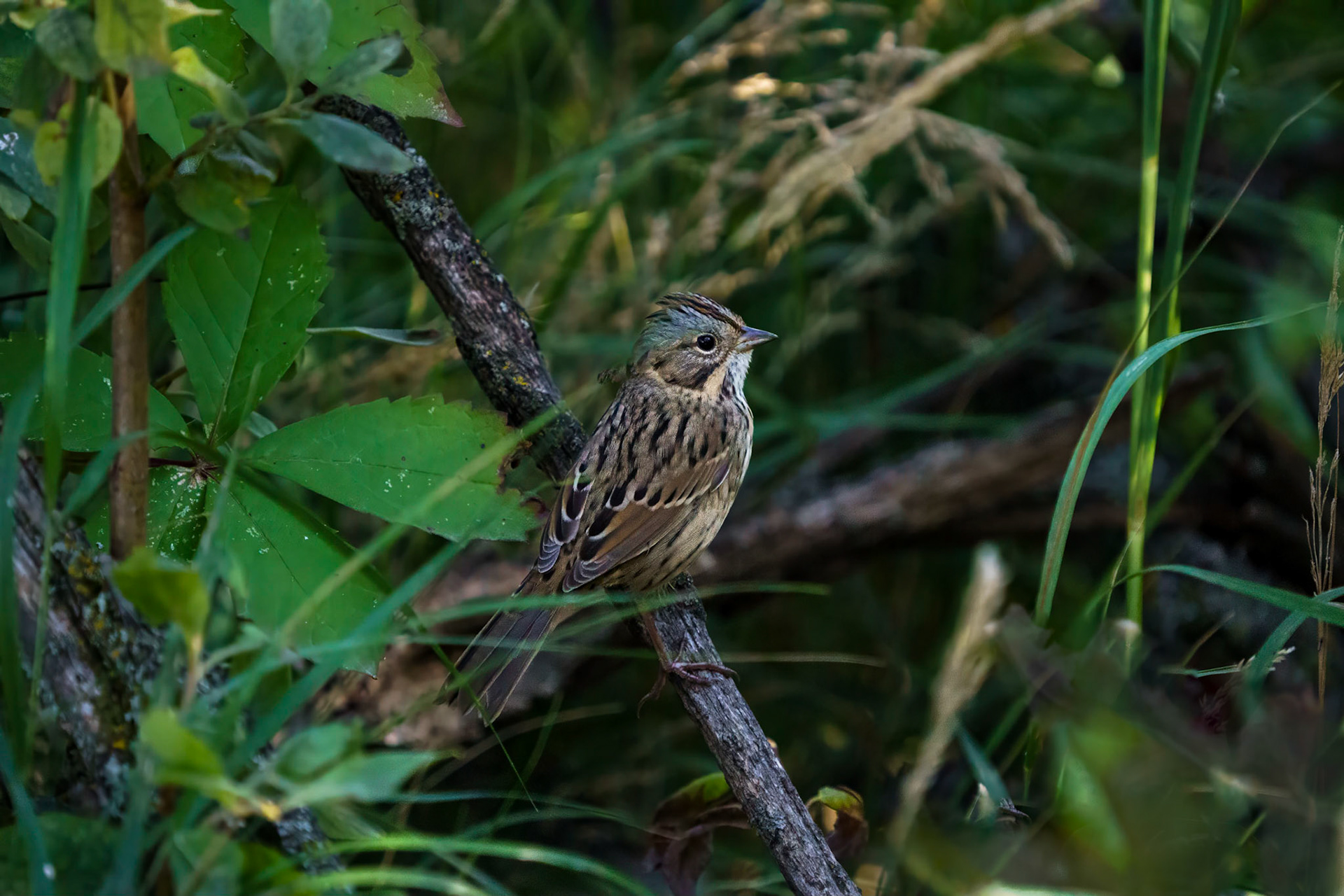 Lincoln's Sparrow