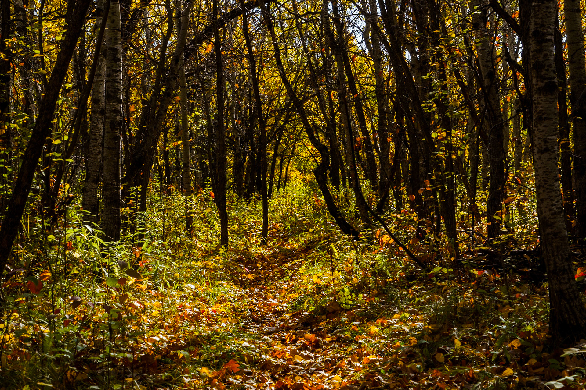 Trail through the fall leaves