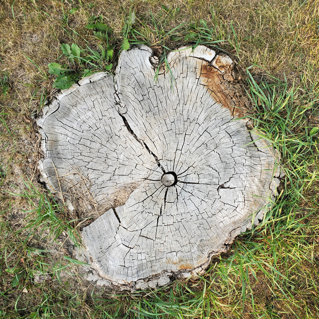 Original Tree Stump data set03