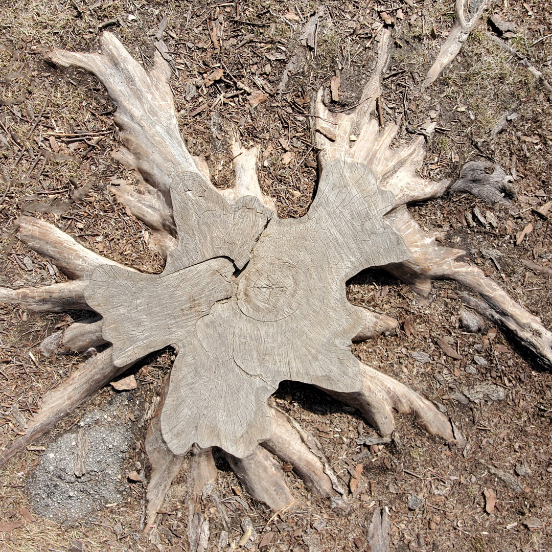 Original Tree Stump data set02