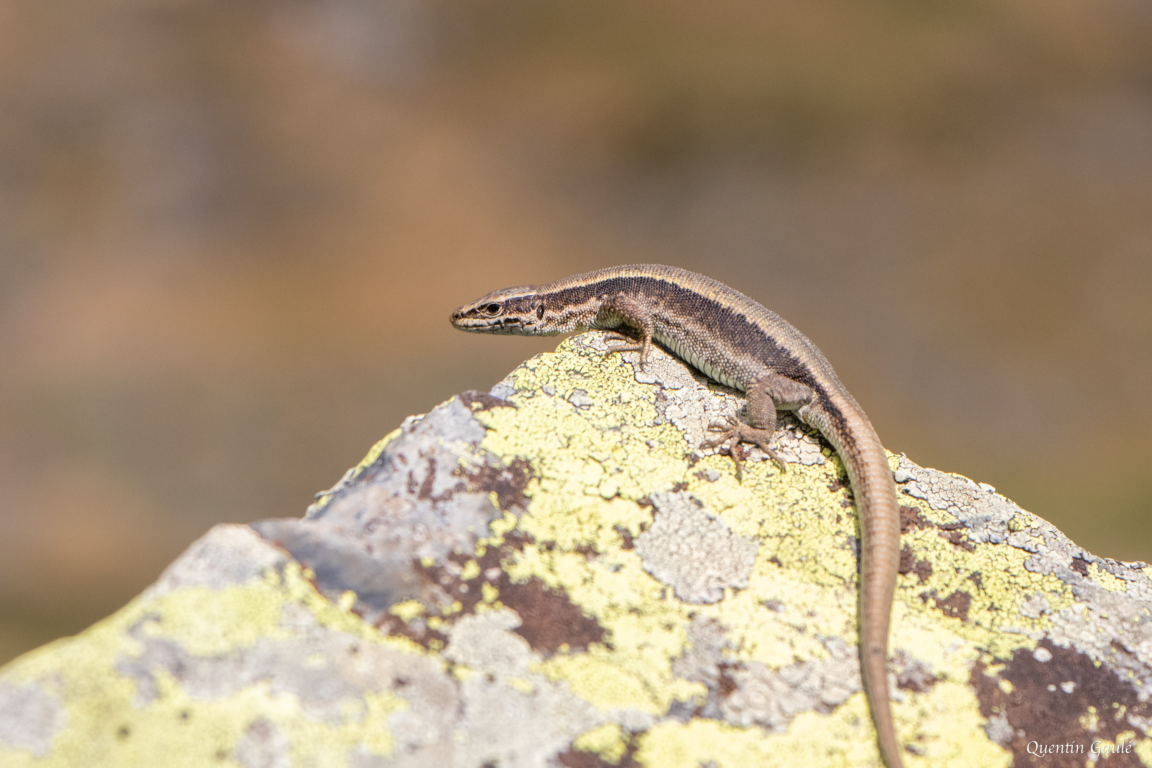 Lézard de Bonnal (Iberolacerta bonnali) - Gourette, Eaux-Bonnes, Pyrénées-Atlantiques (64)