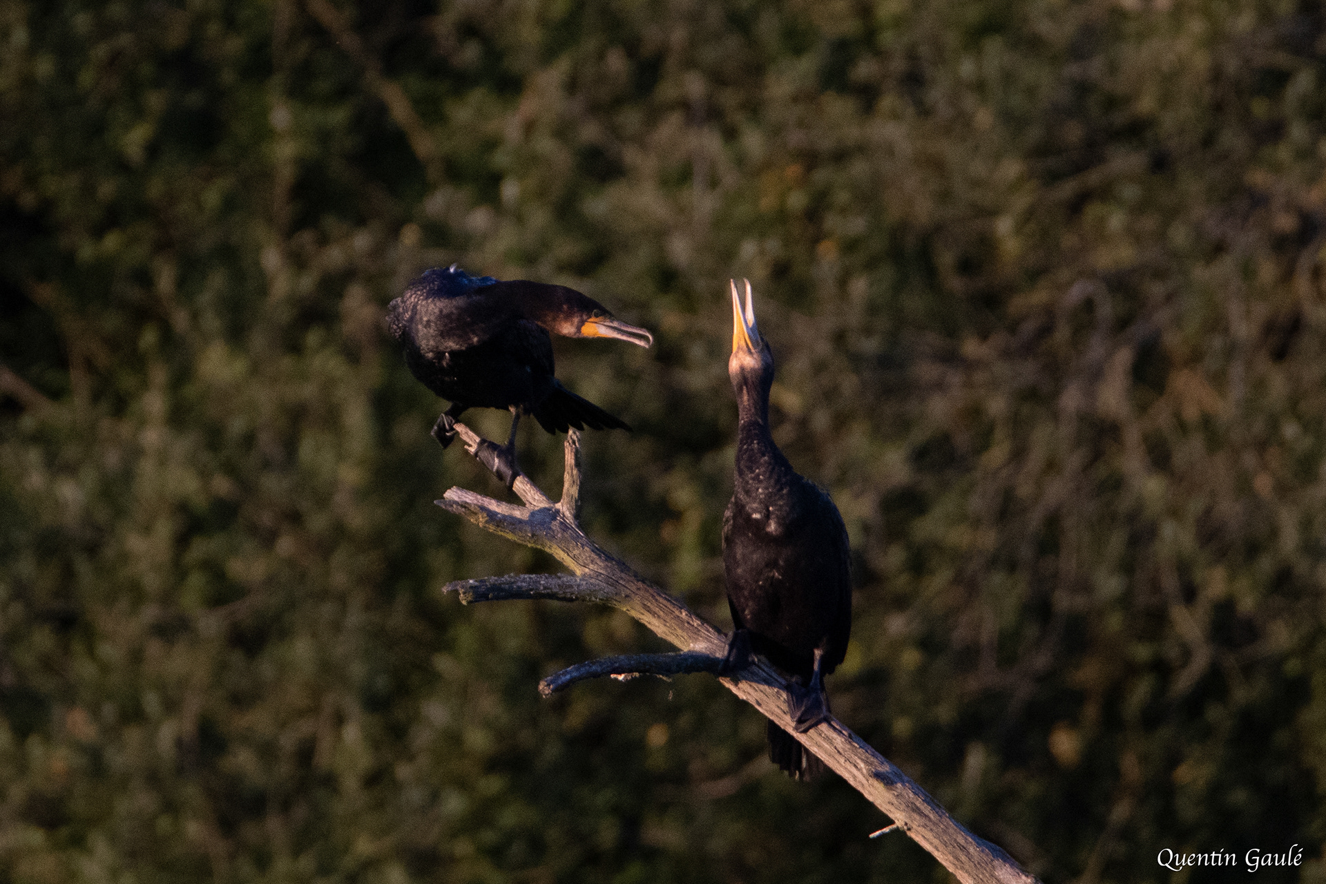 Grand Cormoran (Phalacrocorax carbo) - Montauban-de-Bretagne, Ile-et-Vilaine (35)