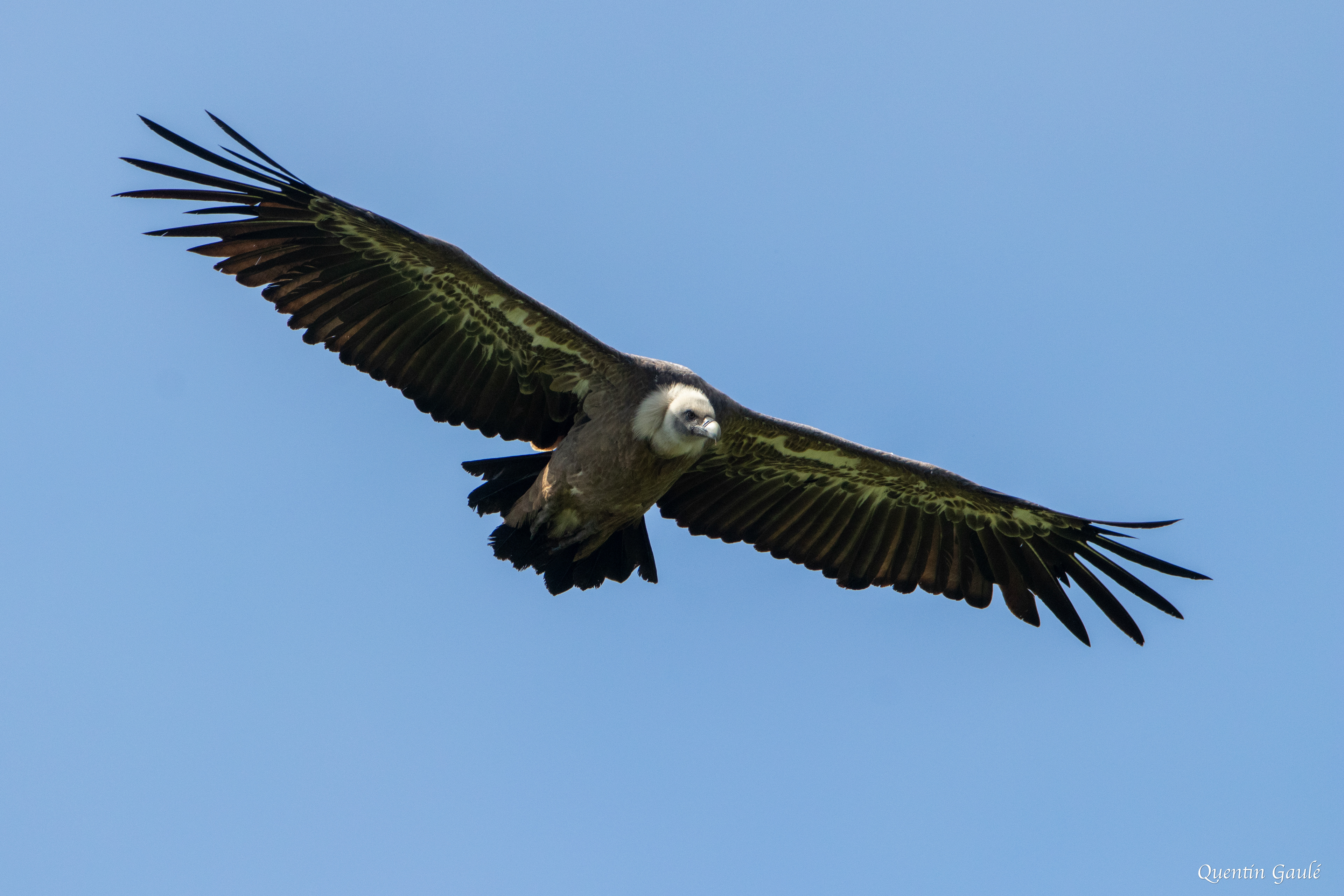 Vautour fauve (Gyps fulvus) - Gourette, Eaux-Bonnes, Pyrénées-Atlantiques (64)