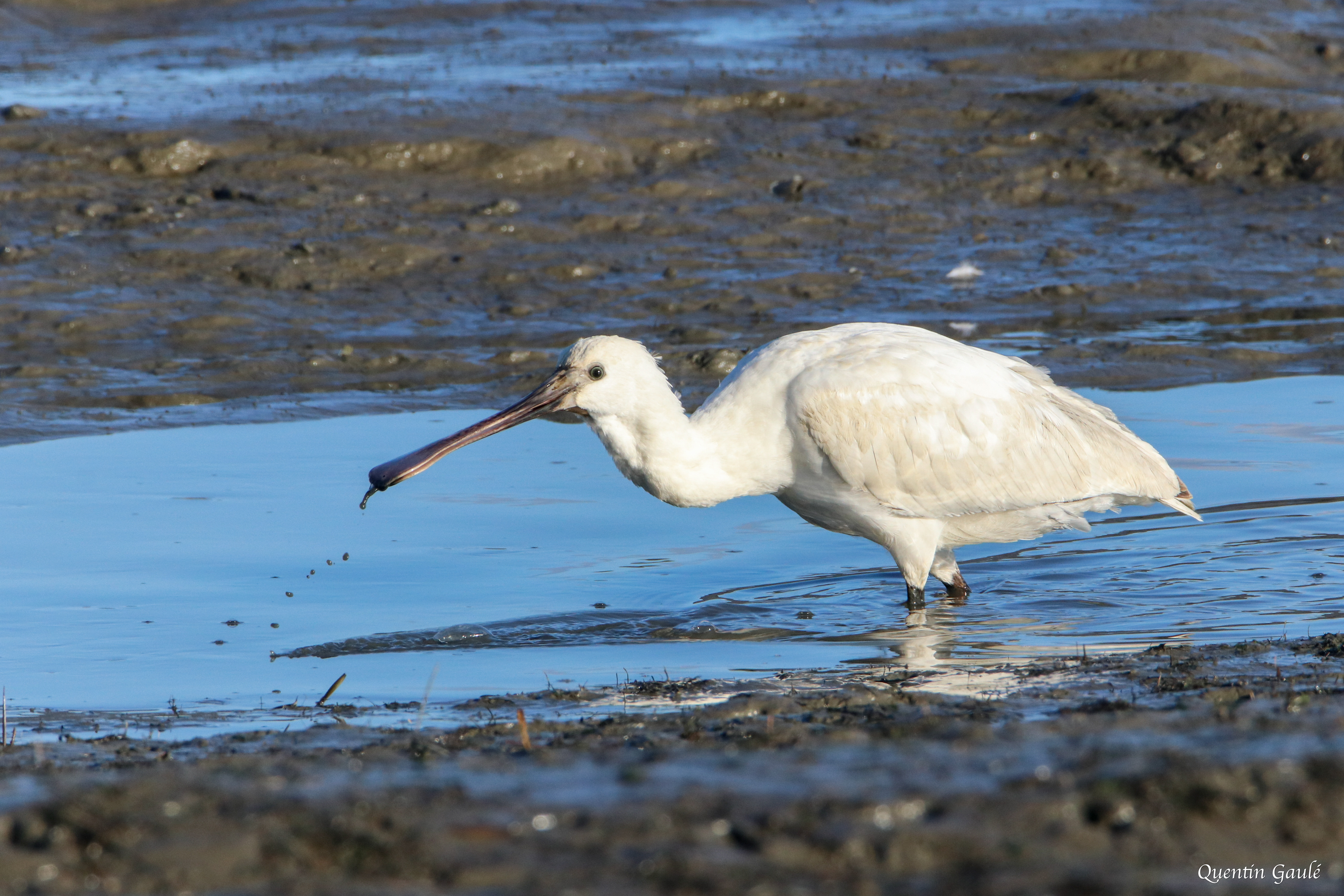 Spatule blanche (Platalea leucorodia) - Andernos-les-Bains, Gironde (33)