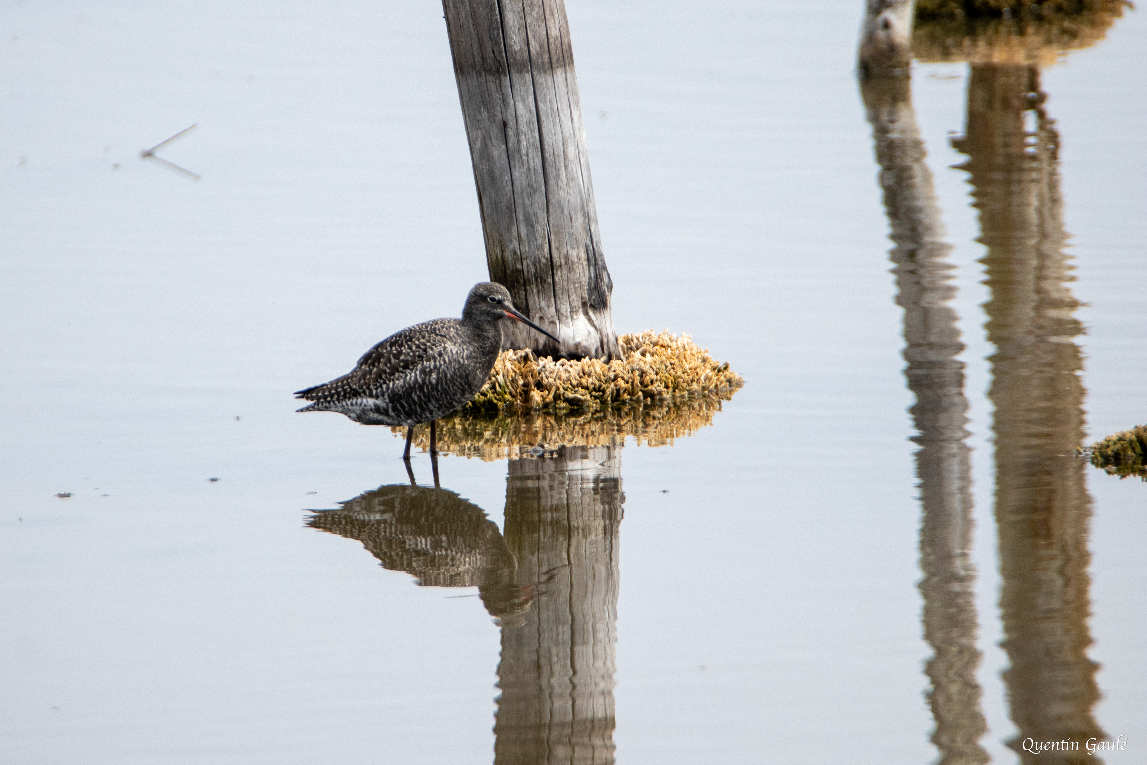 Chevalier arlequin (Tringa erythropus) - Réserve ornithologique du Teich, Gironde (33)