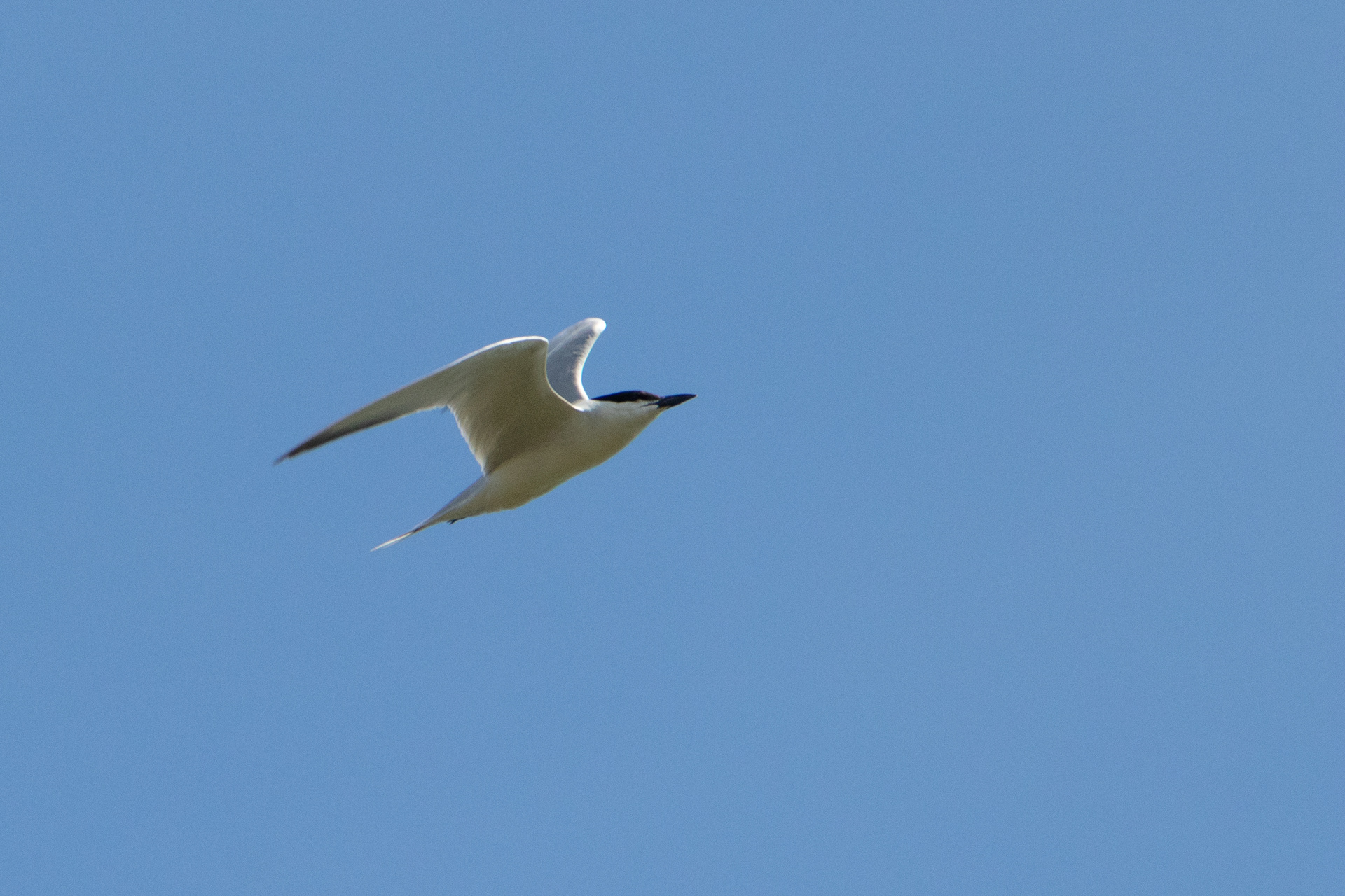 Sterne hansel (Gelochelidon nilotica) - Parc Naturel du Delta de l'Èbre, Catalogne (Espagne)